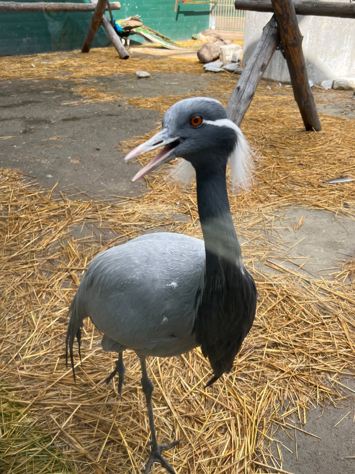 Zoo visit documented in Irkutsk, Russia