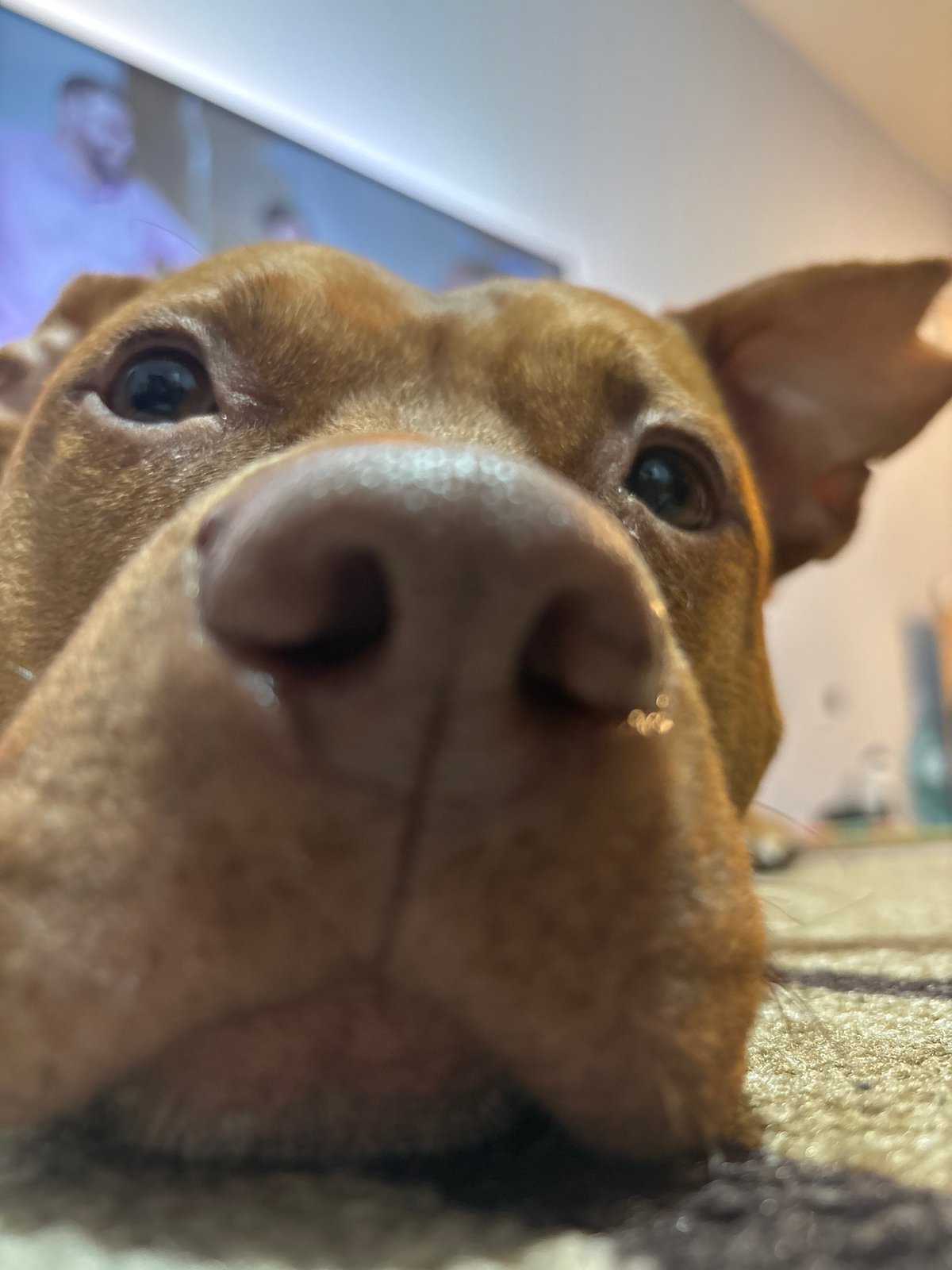 Sofia resident documents pets and everyday moments across city