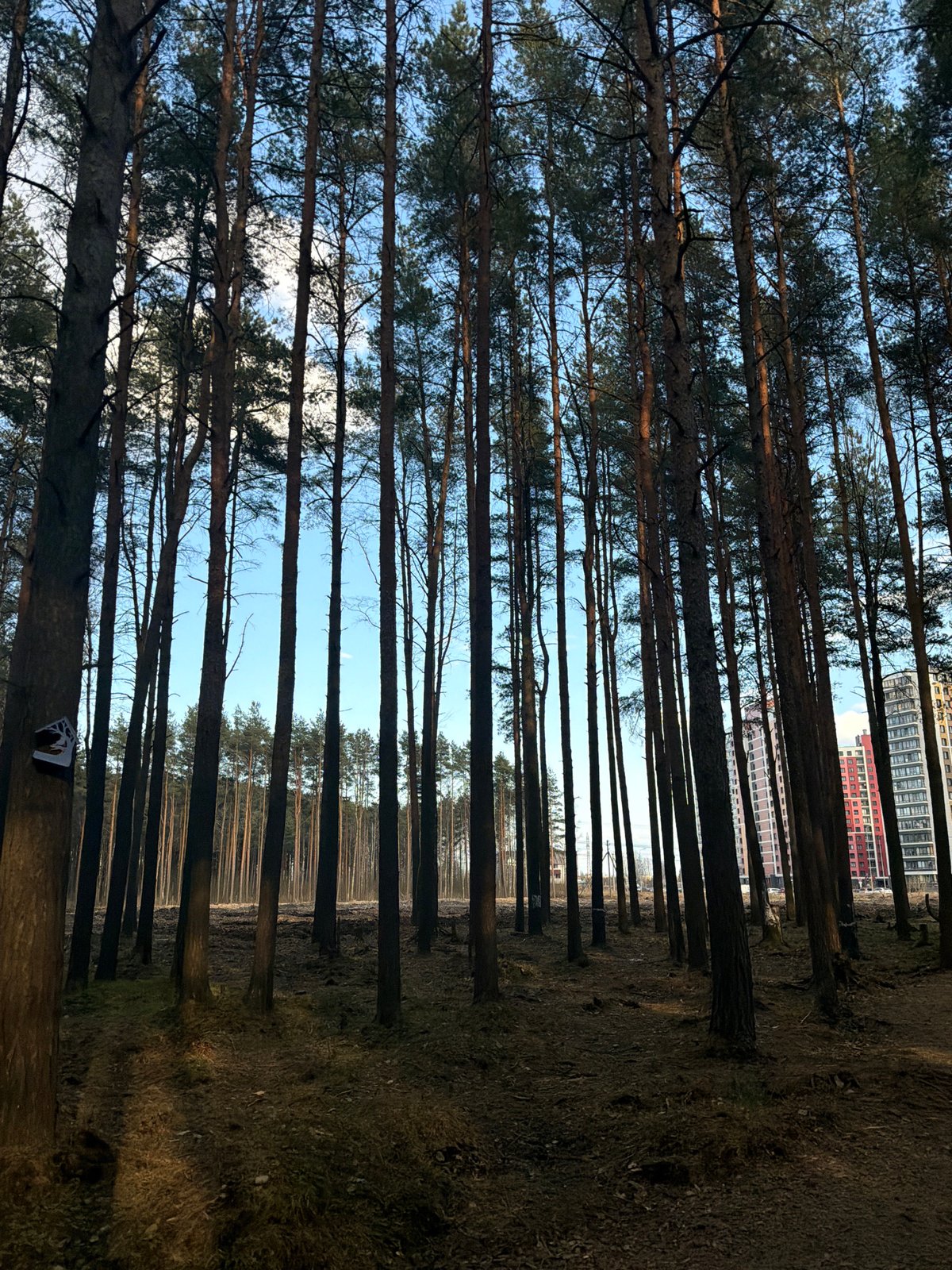 Forest view captures urban skyline beyond trees in Lavriki