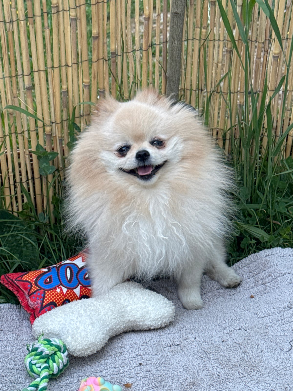 Pomeranian enjoys outdoor playtime with toys in German town