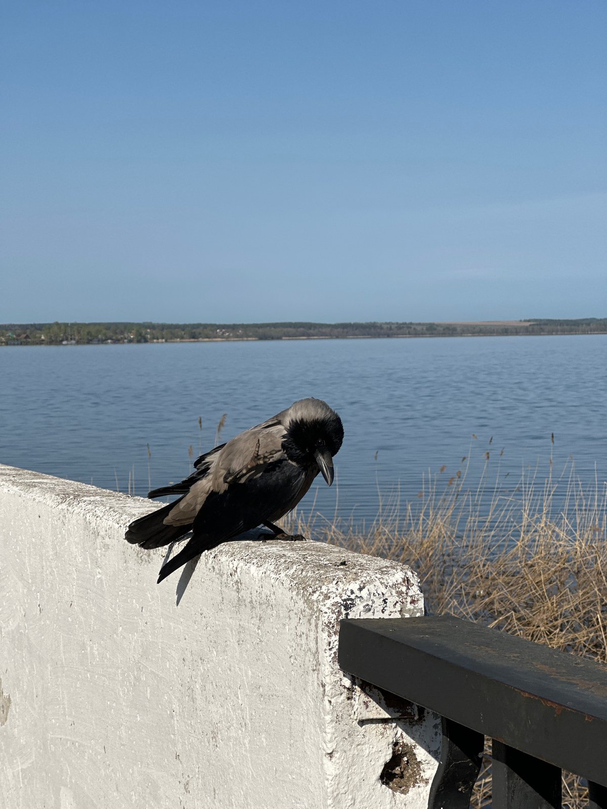 Morning dog walk documented along Votkinsk waterfront park