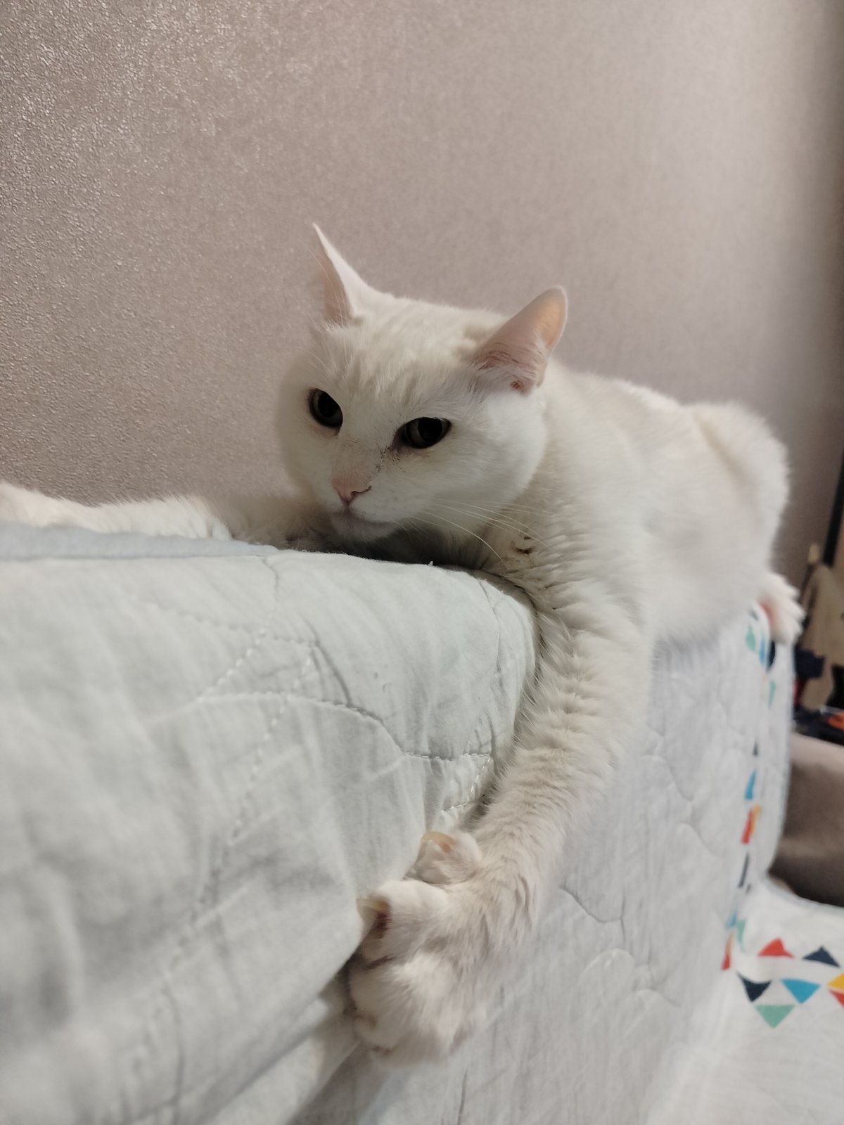 Woman and white cat share quiet afternoon moment in bed