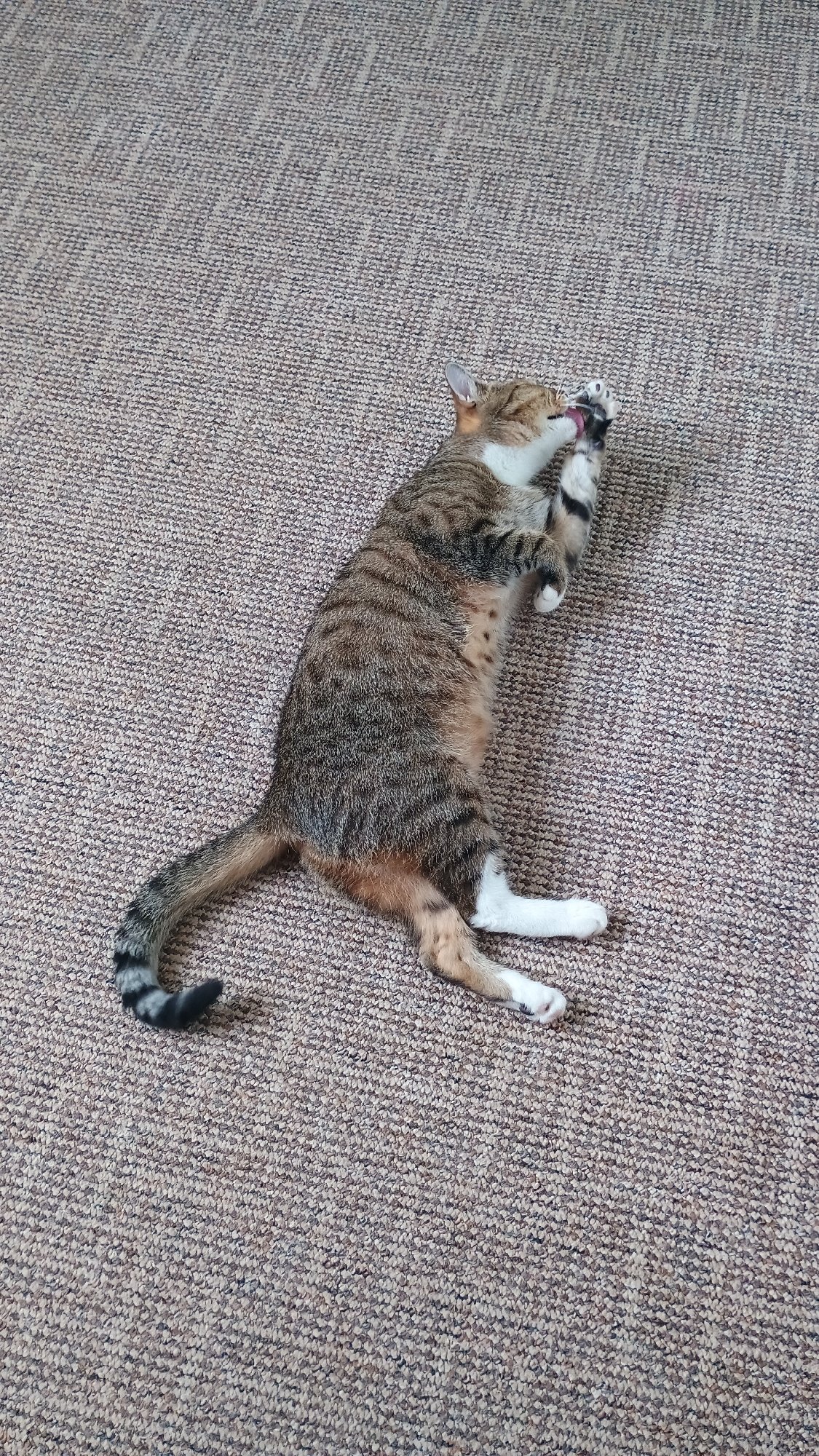Two cats doing cat things in a Sokolov apartment