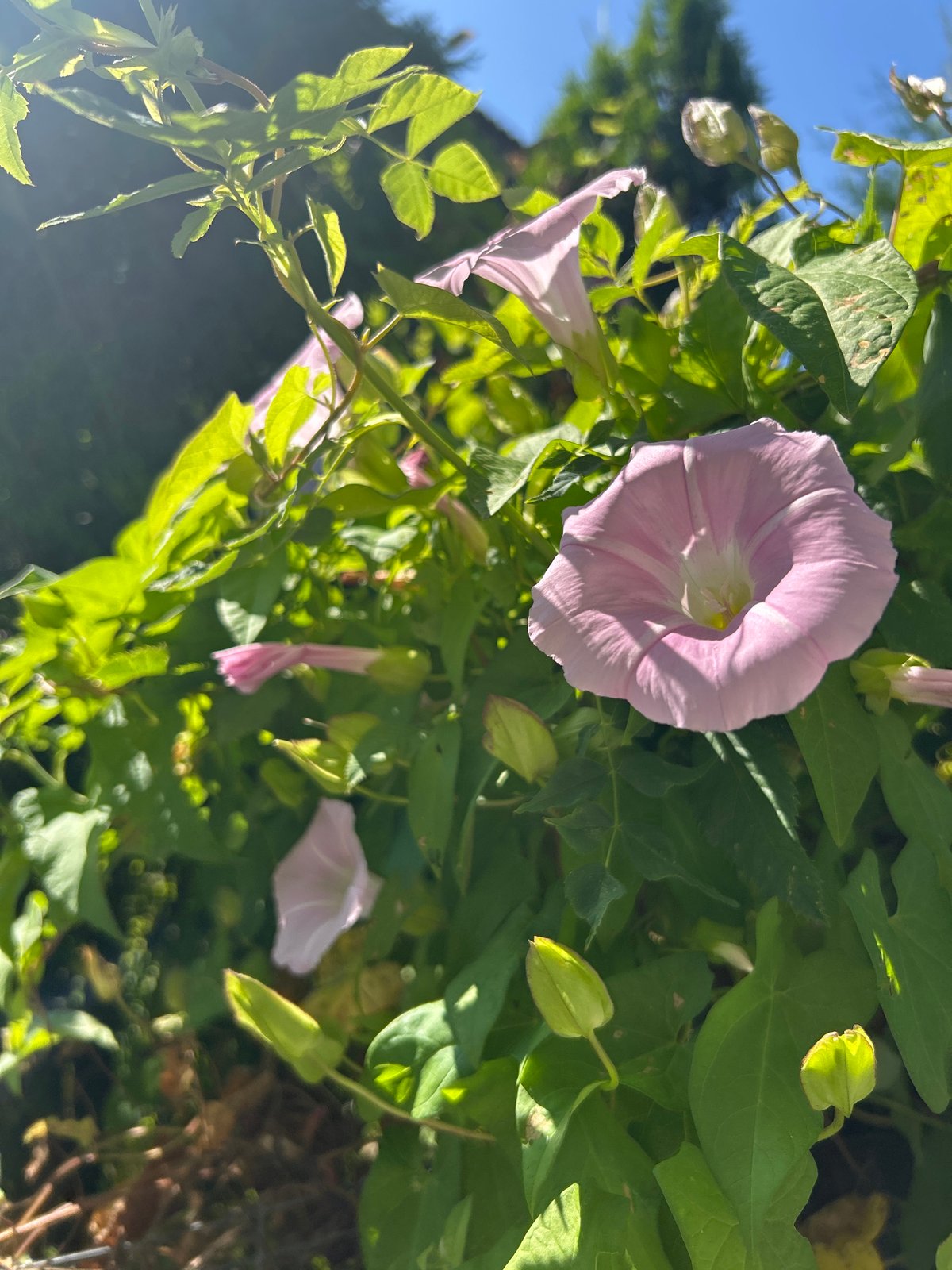 Summer morning details from a quiet Russian village
