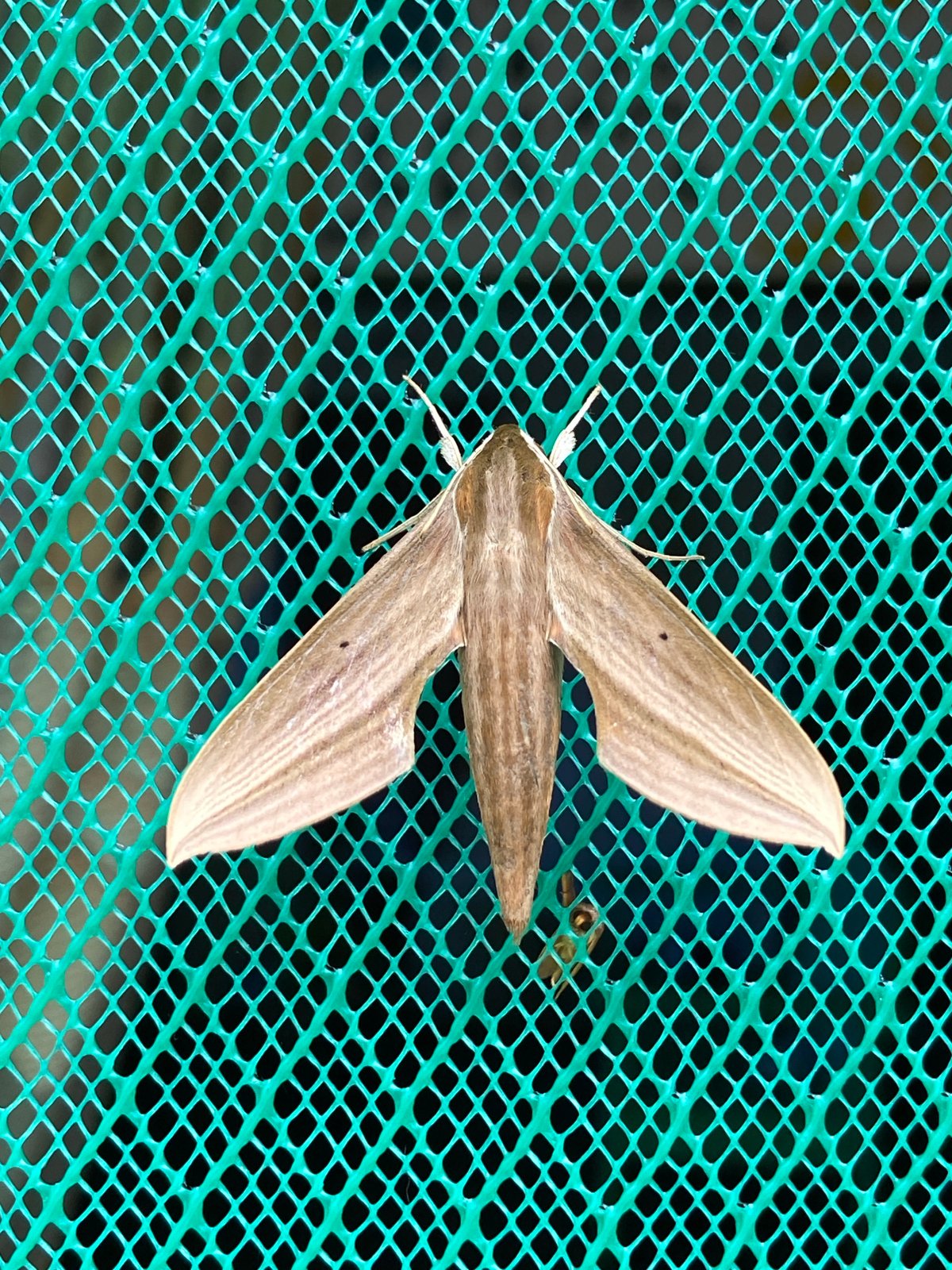 Wildlife observation captures hawk moth and millipede in Venezuela