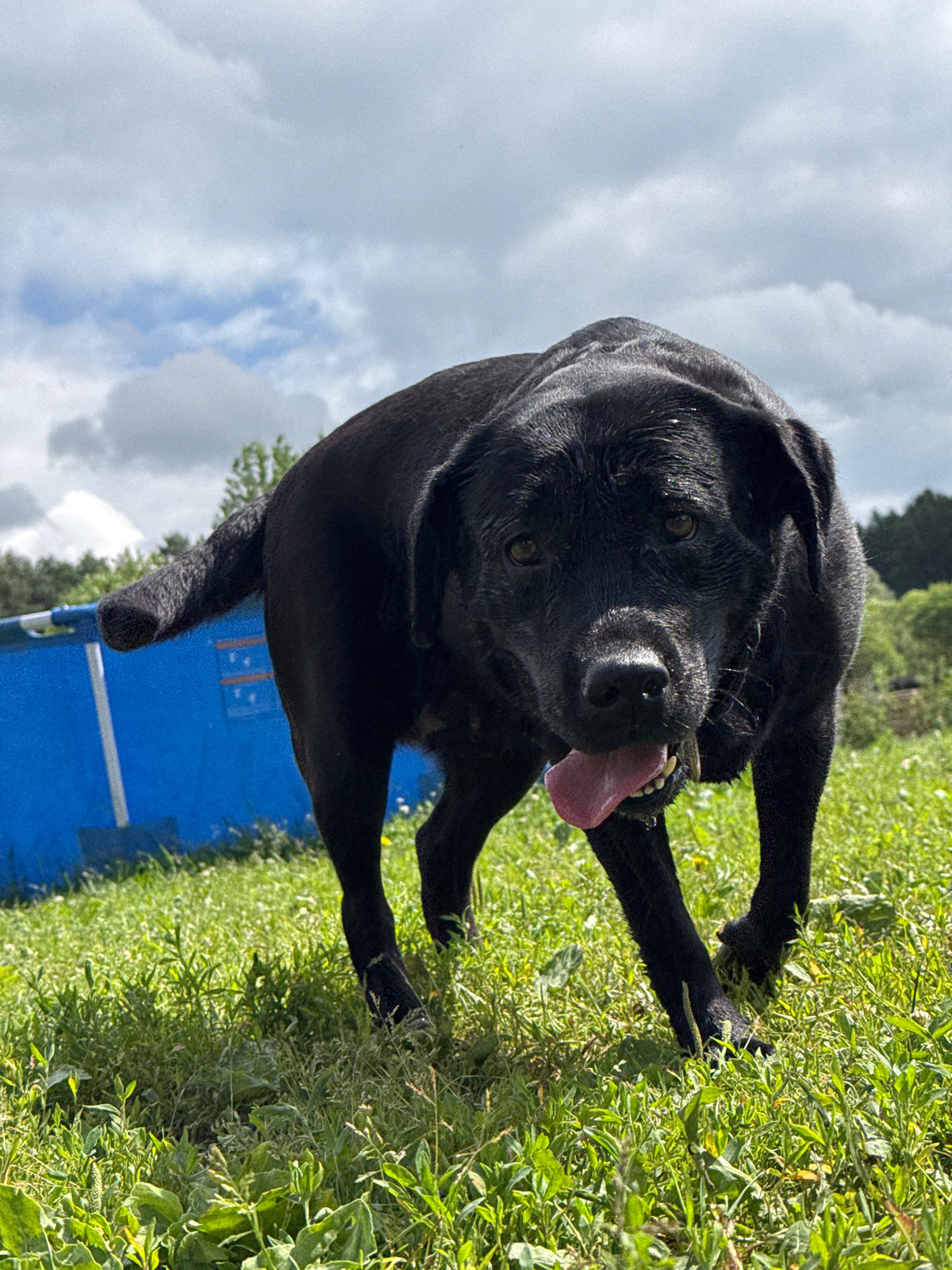 Dogs playing and resting in a grassy field in Russia