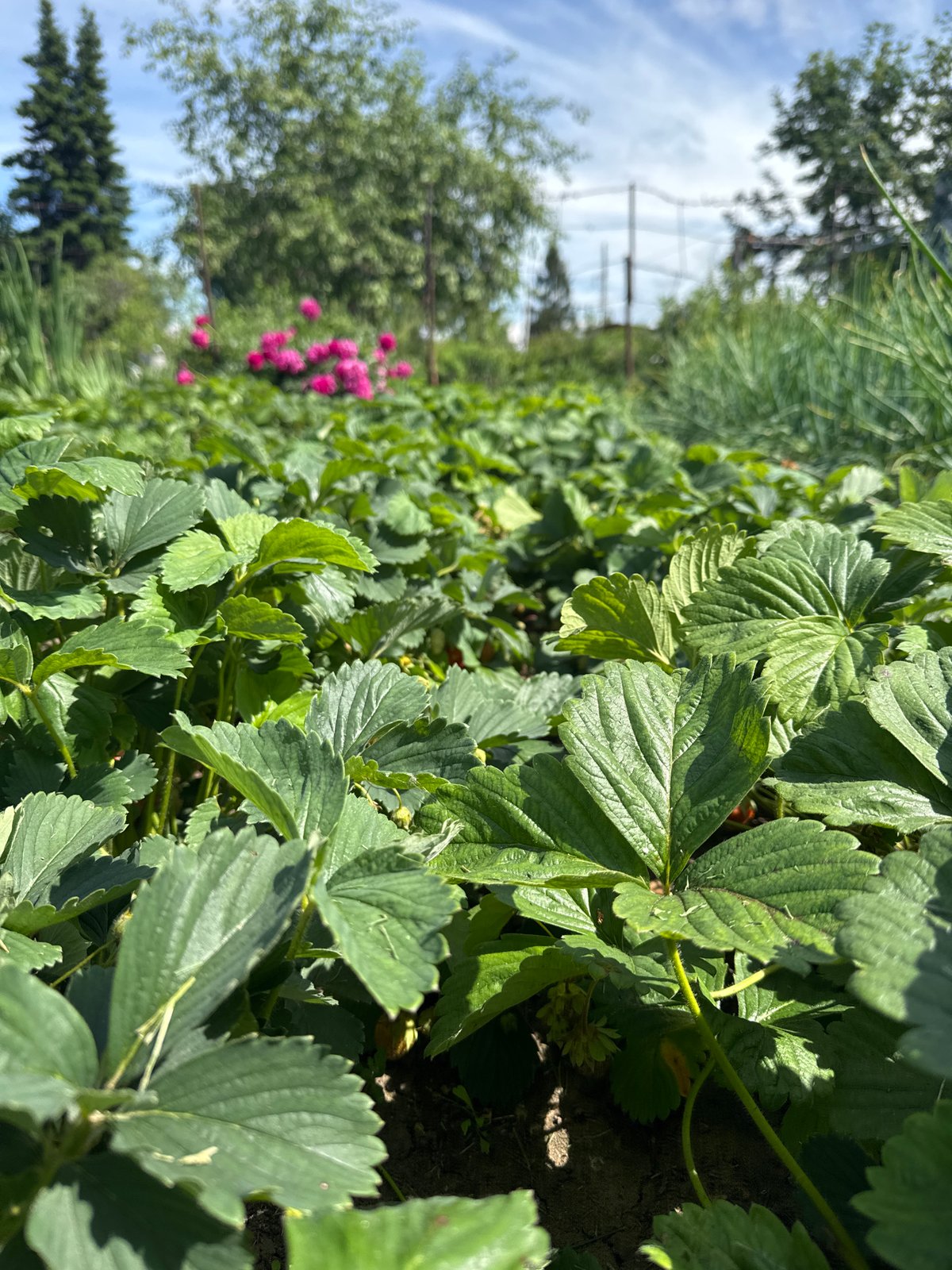 Summer morning at a Chaikovsky garden, greenhouse, and waterfront