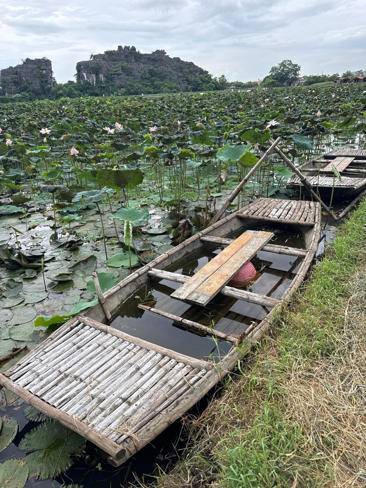 Lotus ponds and karst scenery at Hoa Lư, Vietnam
