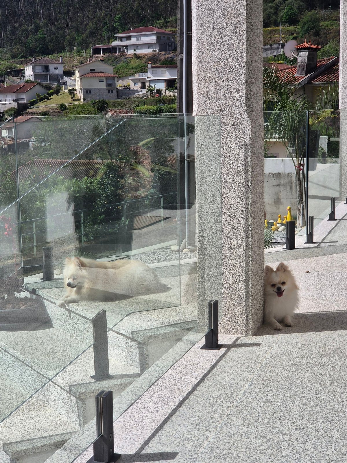 Pomeranians and cat play on Barcelos patio Thursday morning