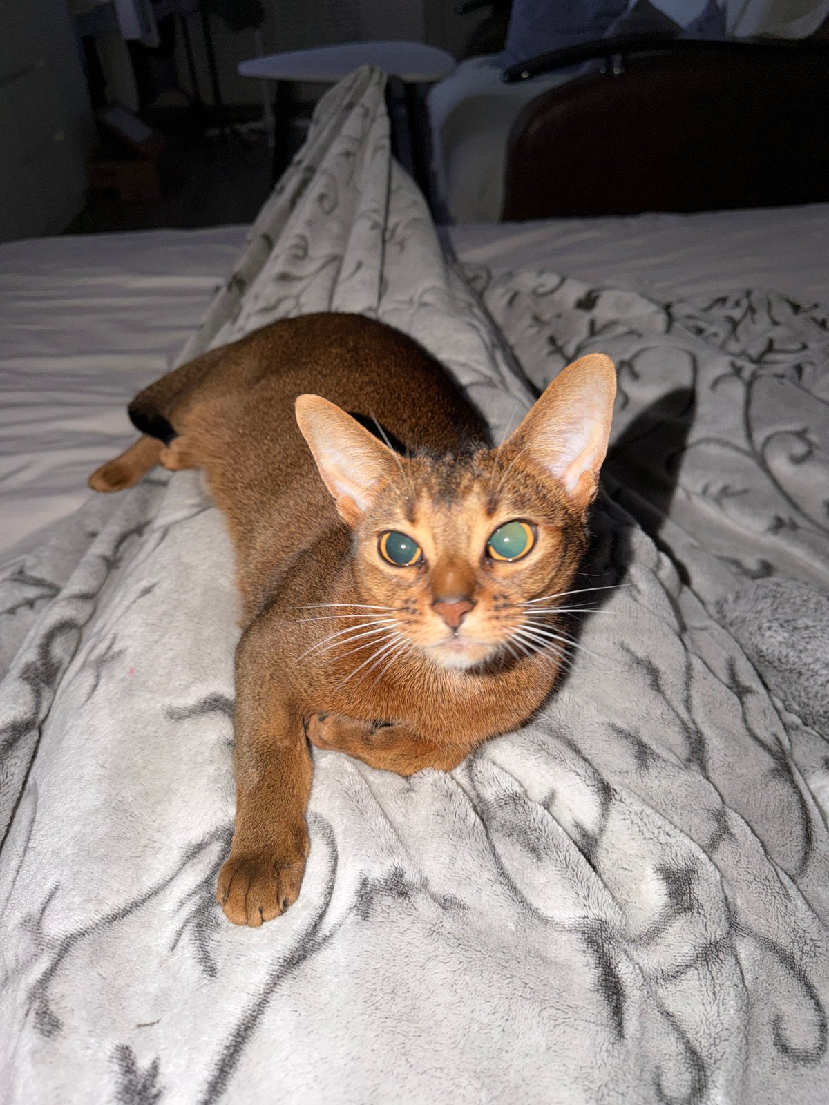 Abyssinian Cat Rests on Bed in Kazan