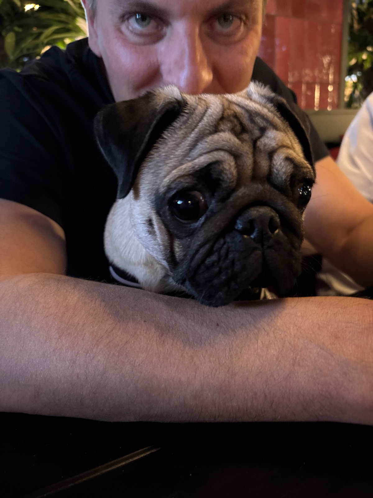 Friends dine with pug at Krasnoyarsk restaurant