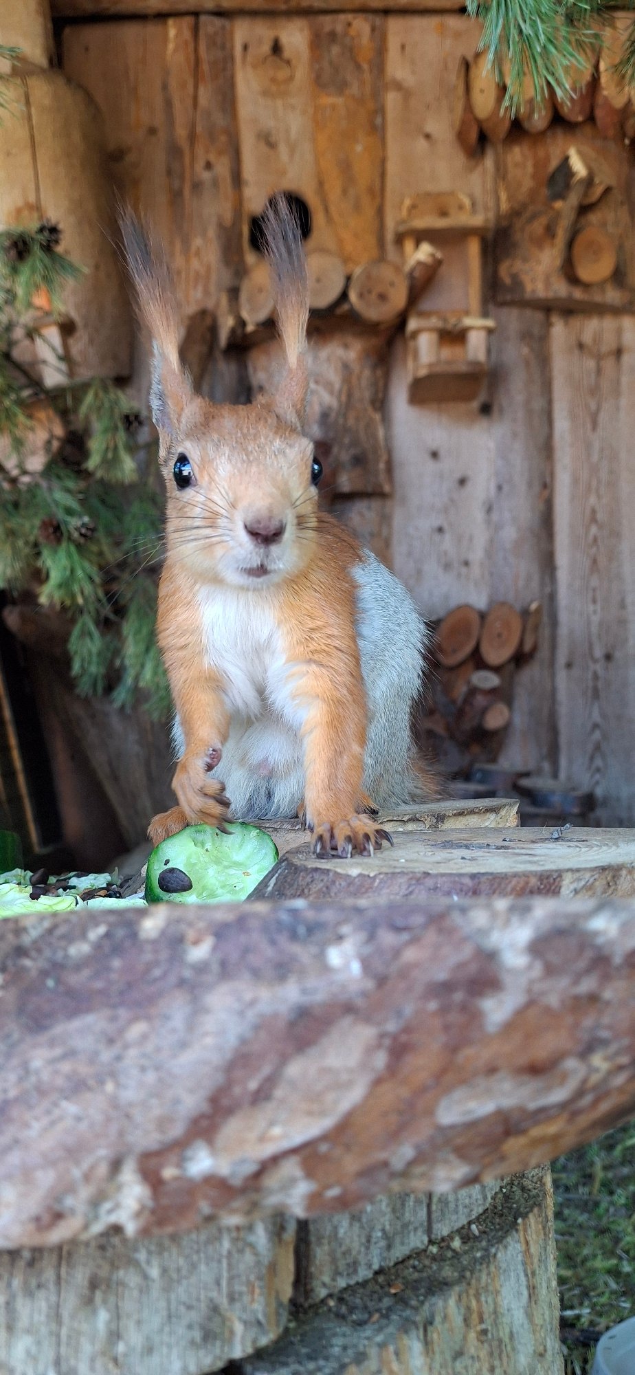 Zoo visit documented in Izhevsk showcases diverse wildlife exhibits
