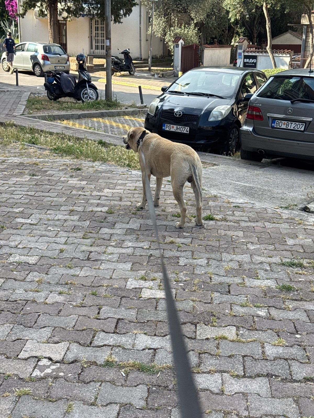 Family walks dog through Budva streets on Monday afternoon