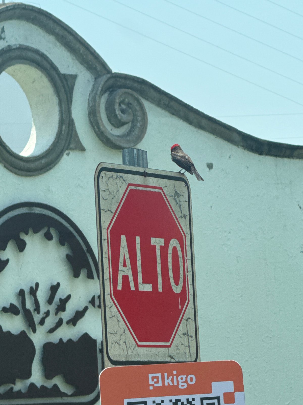 Red-headed bird perches on decorated ALTO stop sign