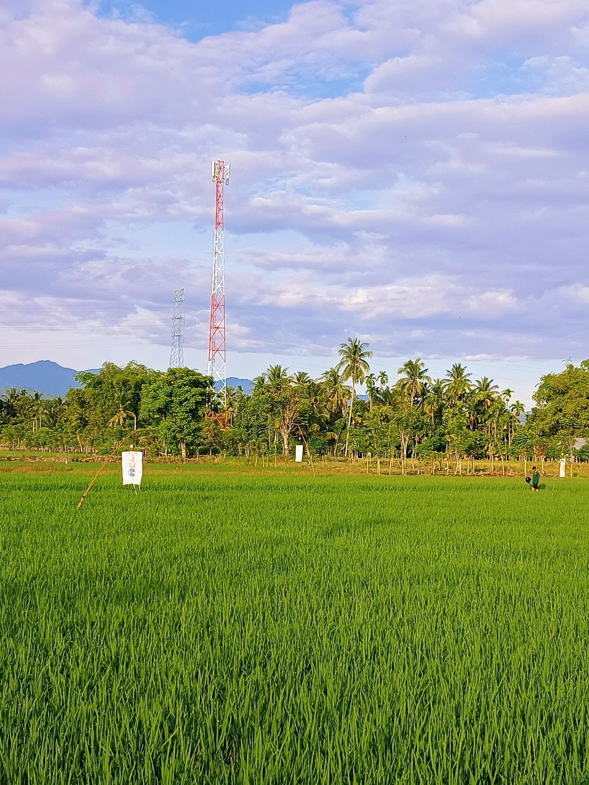 Rice paddies and telecom towers in rural Manyang Cut, Indonesia