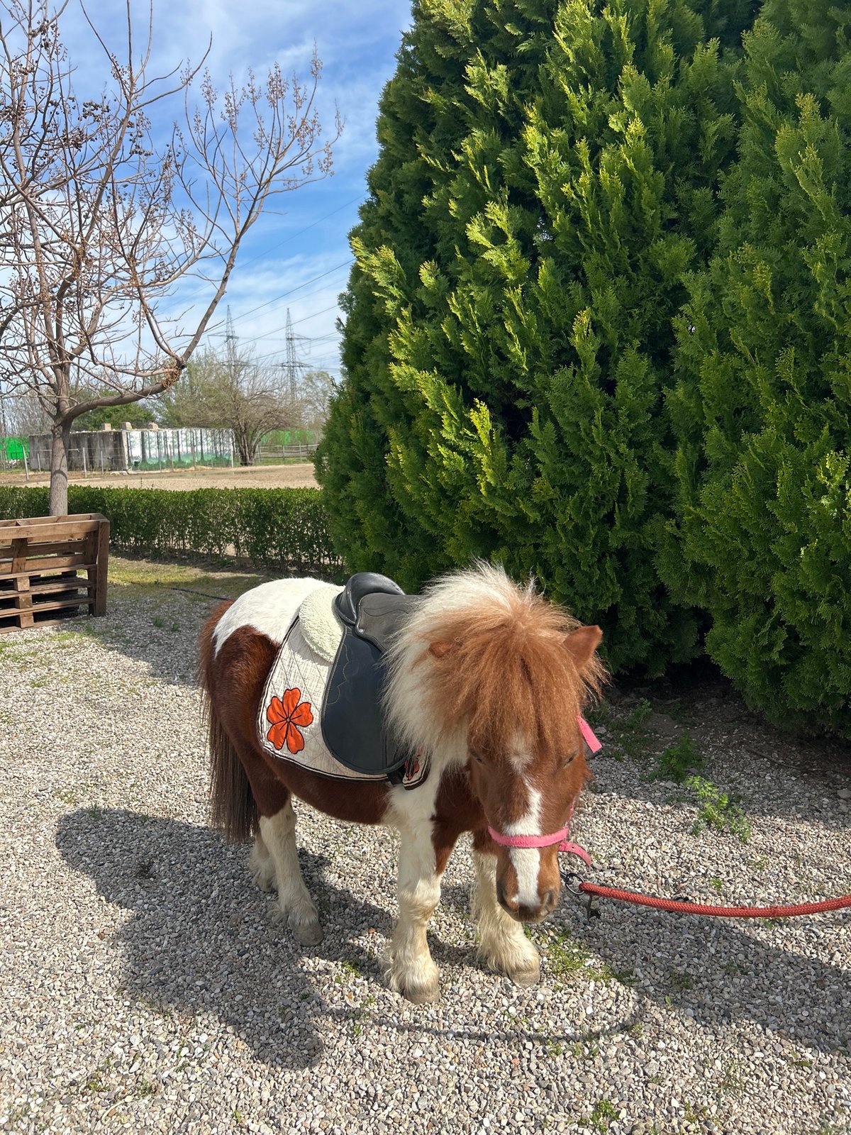 Miniature horse with handler spotted in Plovdiv, Bulgaria