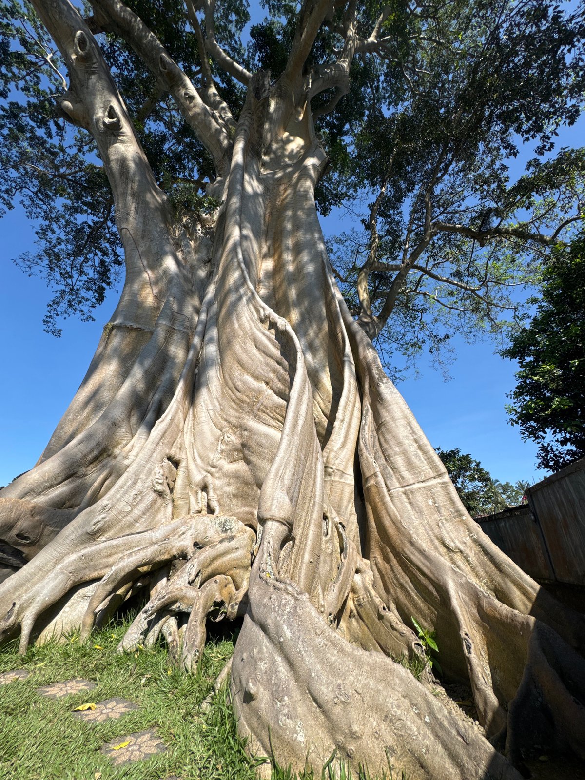 Large tree with exposed roots documented in Marga, Indonesia
