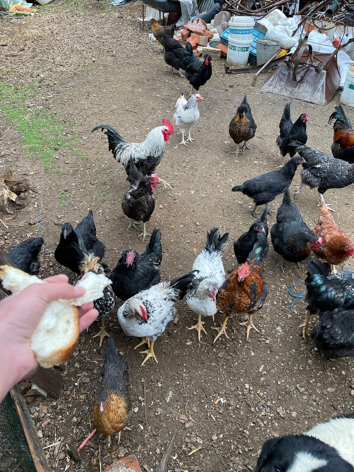 Mixed flock of chickens observed in Zlatograd, Bulgaria
