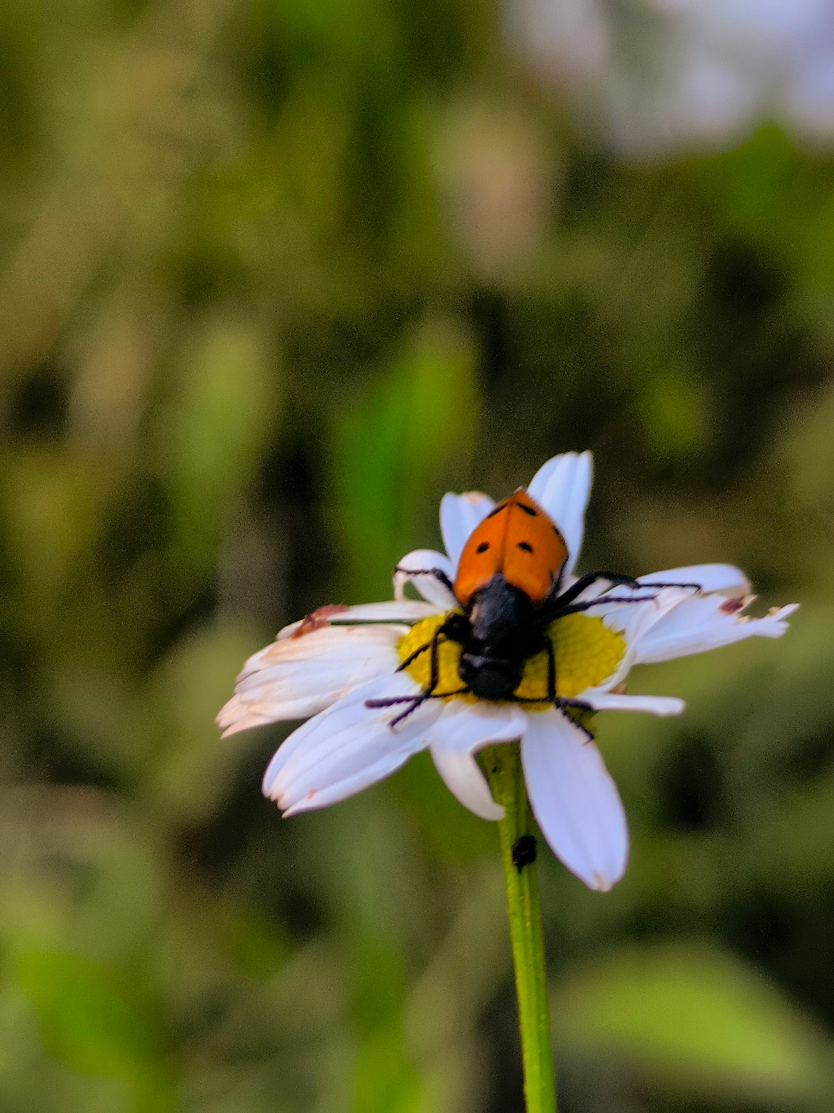 Nature photography and martial arts practice in Qarağandı park