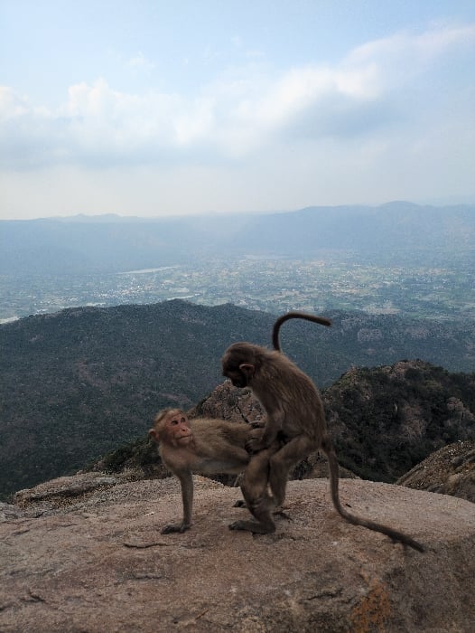 Monkeys and pilgrims share sacred hilltop temple in Kadaladi