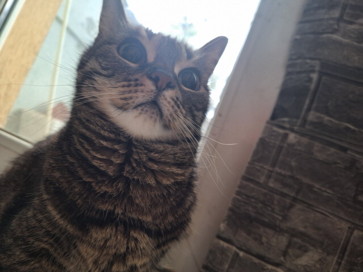 Tabby Cat Photographed Multiple Times Near Window