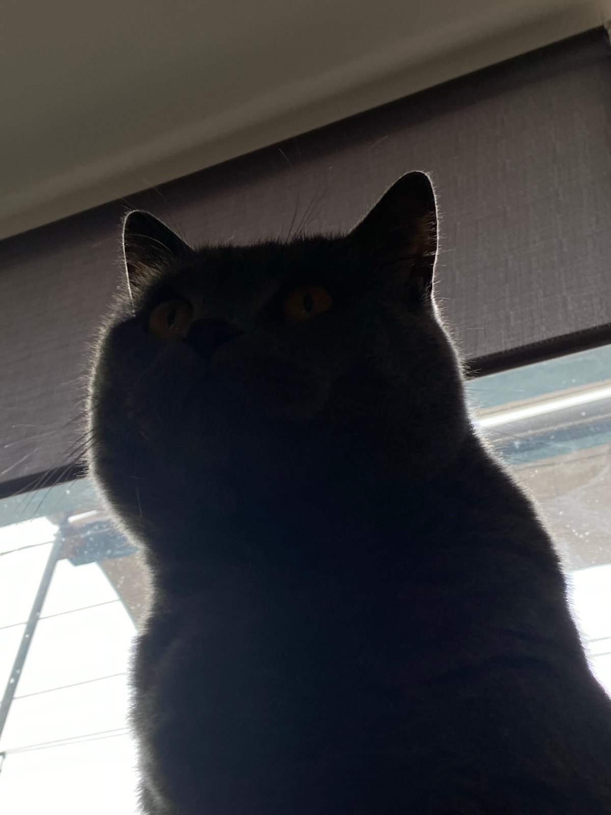 Morning moments with gray cat captured in Votkinsk home