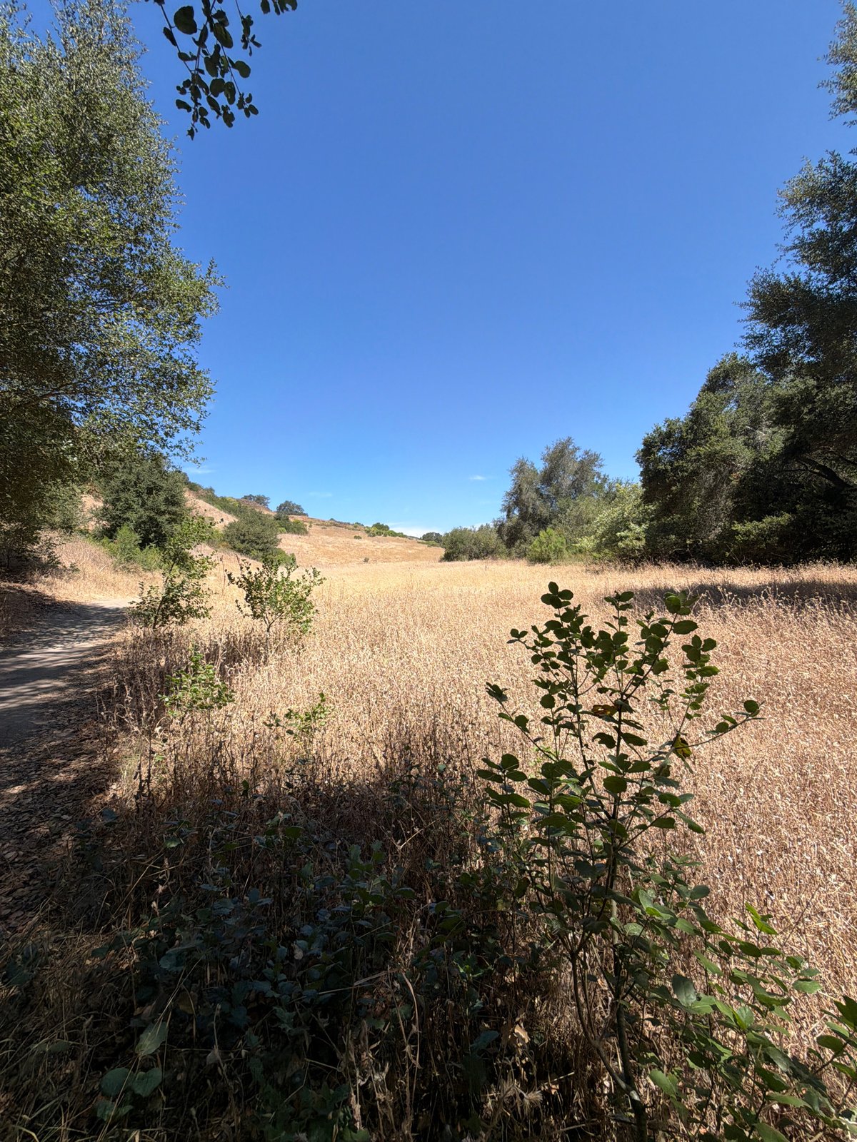Golden summer fields under blue skies in Aliso Viejo