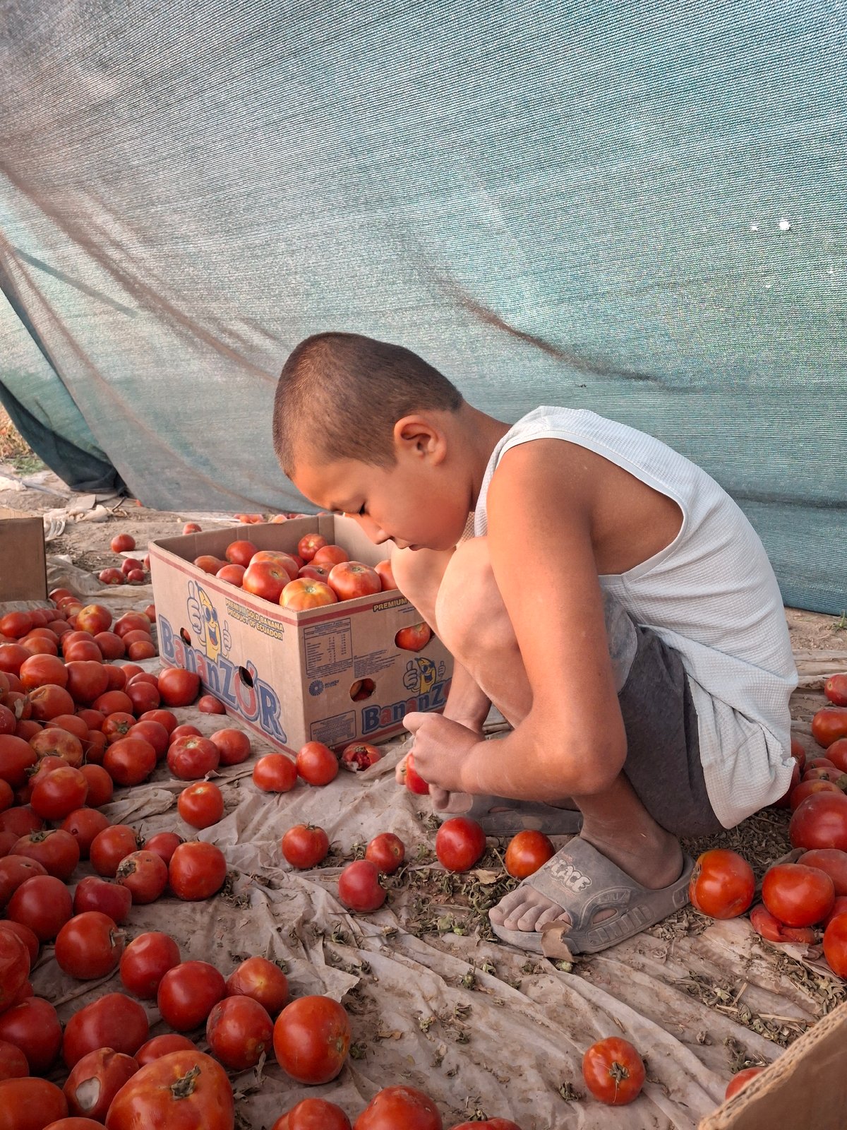 Tomato harvest and dry fields at dusk in rural Uzbekistan