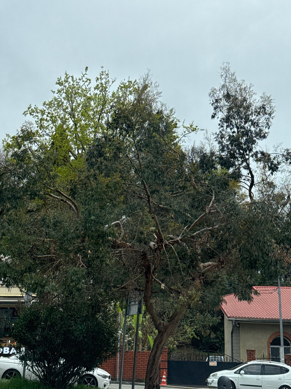 Cloudy morning scene documented in Sochi, Russia