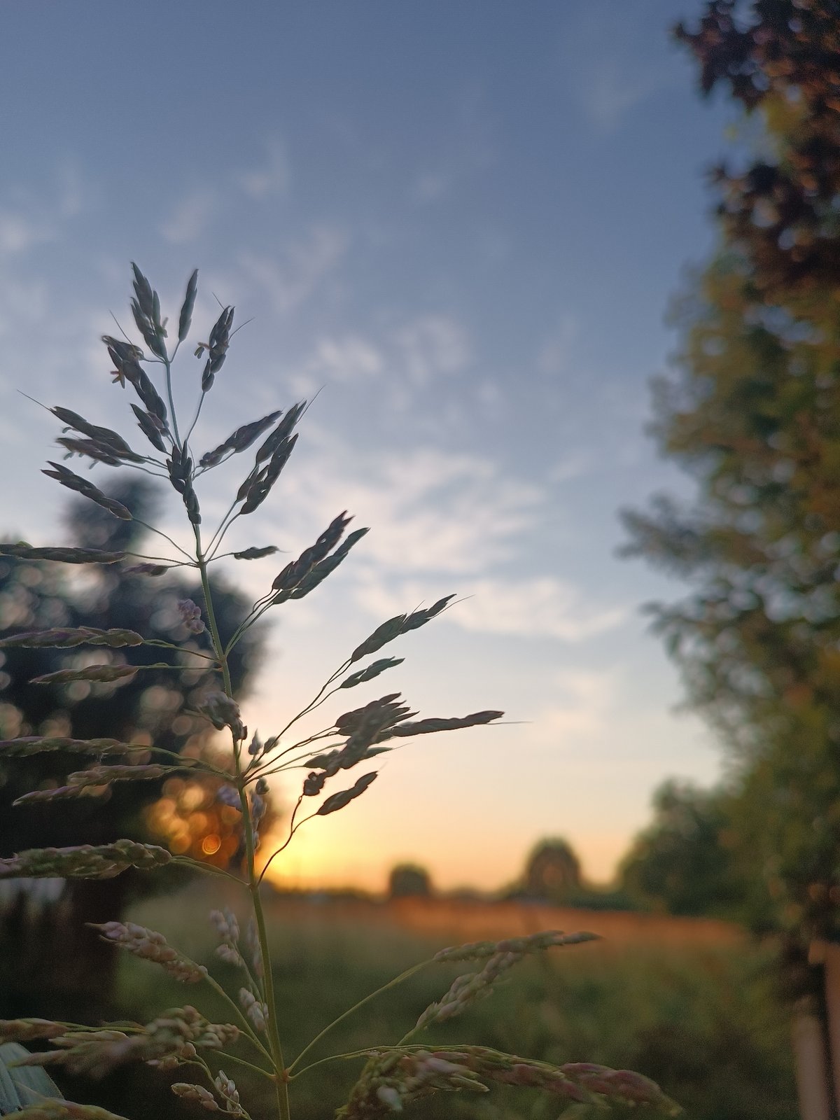 Cat photos and sunset views documented in Viadana Italy