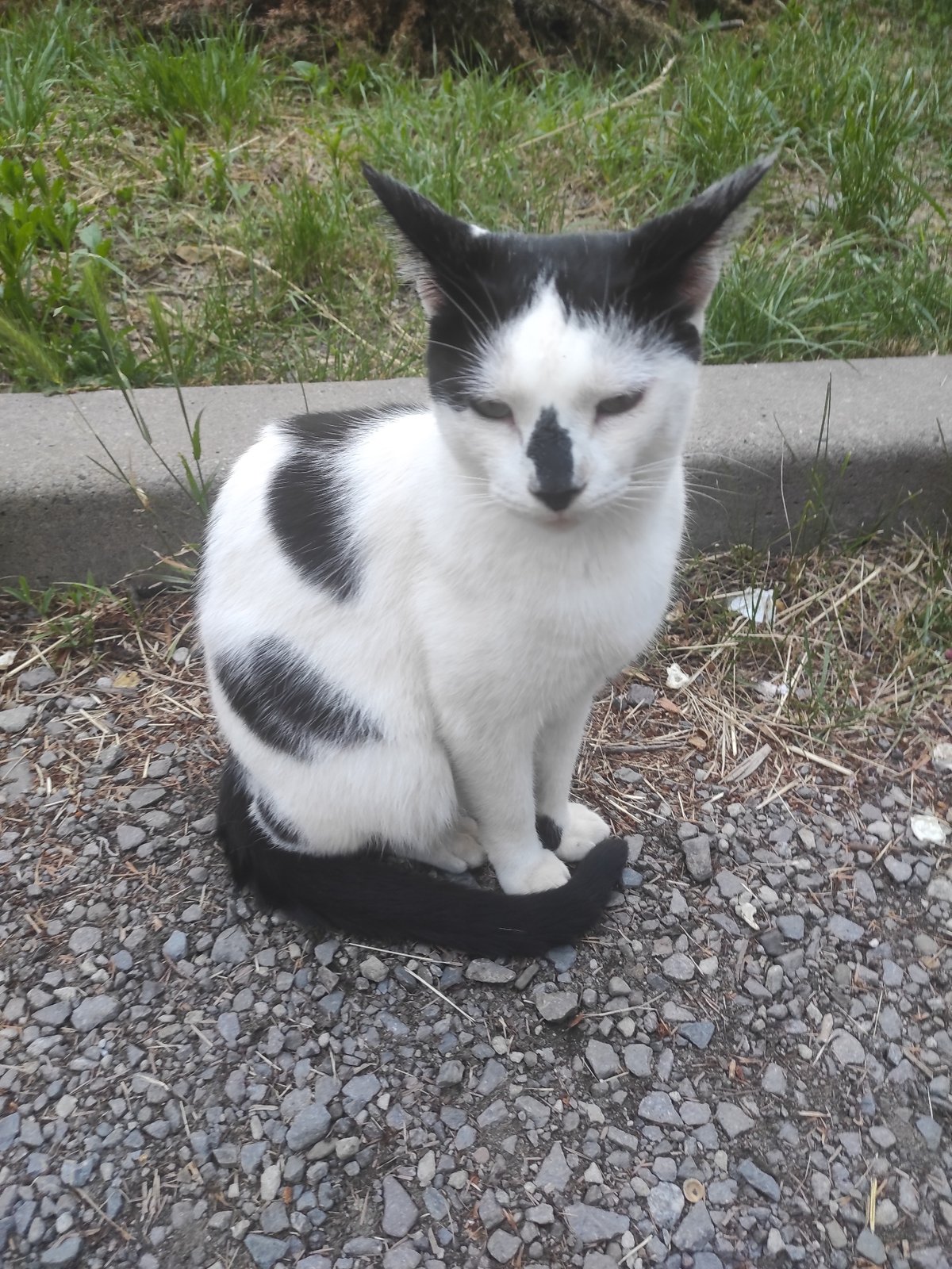 Evening documentation captures cats, strawberries, roses in outdoor setting