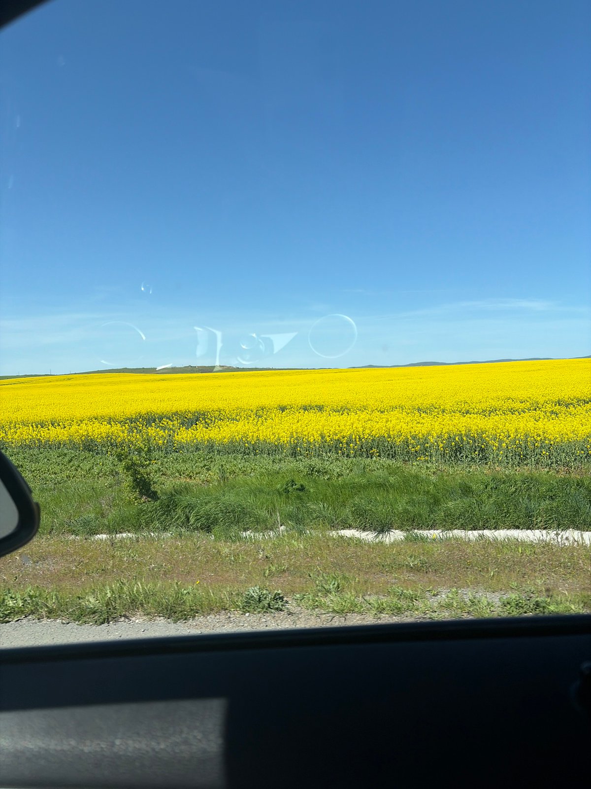 Spring flower fields viewed from vehicle near Ravda, Bulgaria