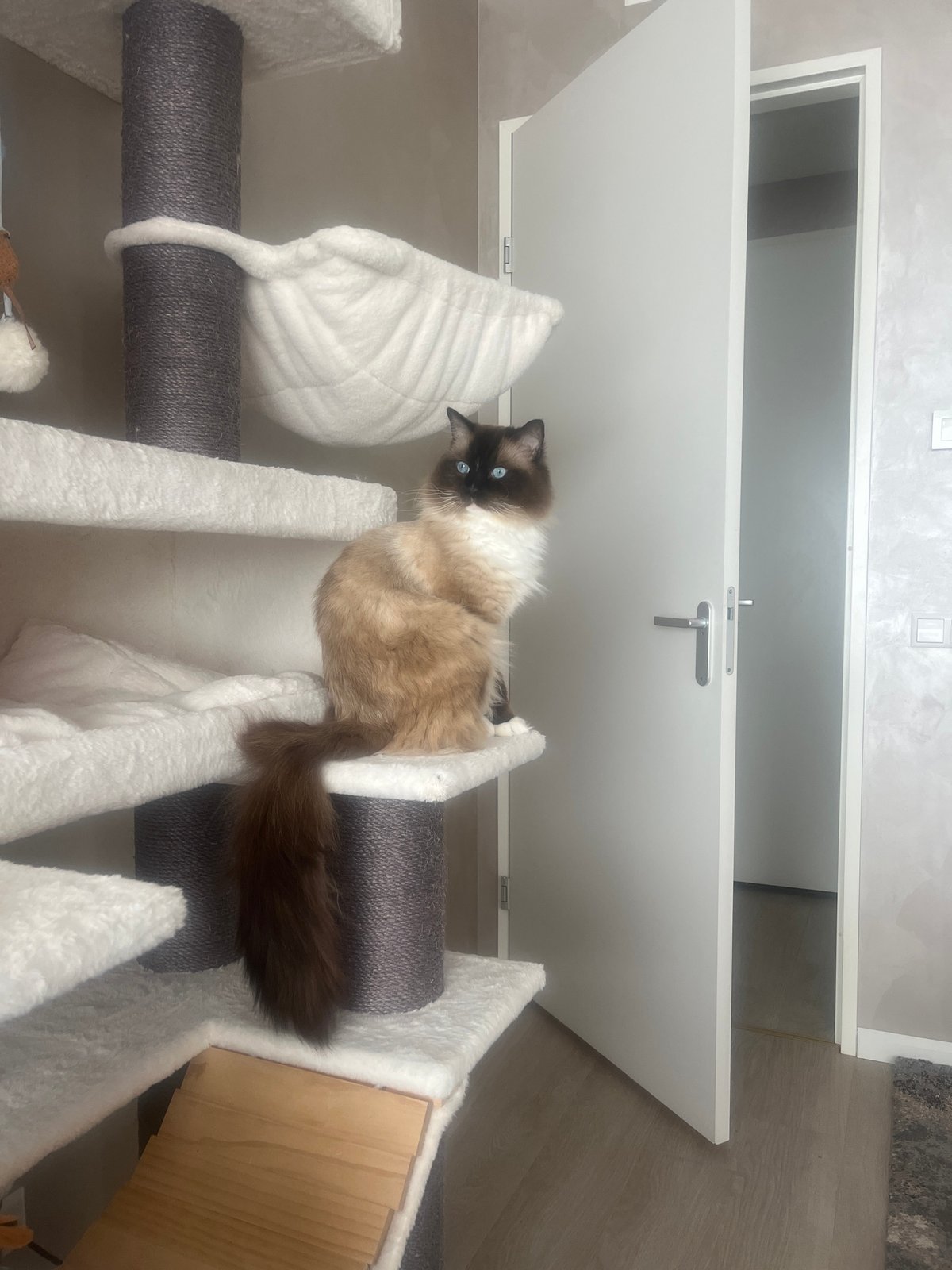 Ragdoll cat spotted lounging on multi-tiered cat tree