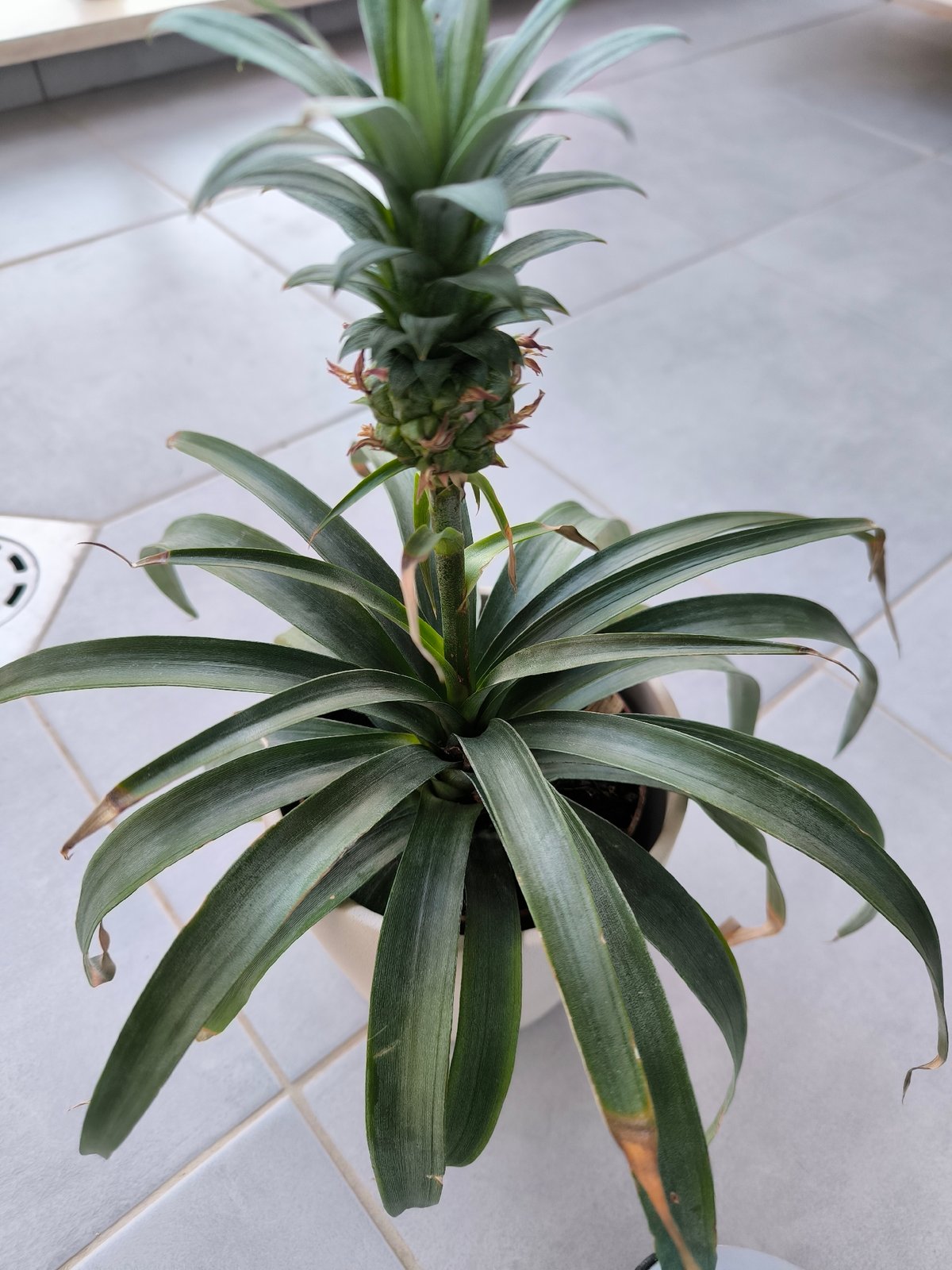 Potted pineapple plant with developing fruit spotted in Sofia