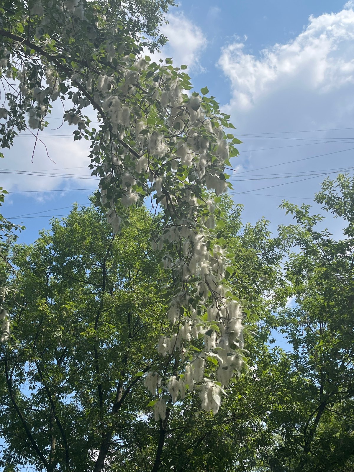 Tree branch with white seed pods captured against blue sky
