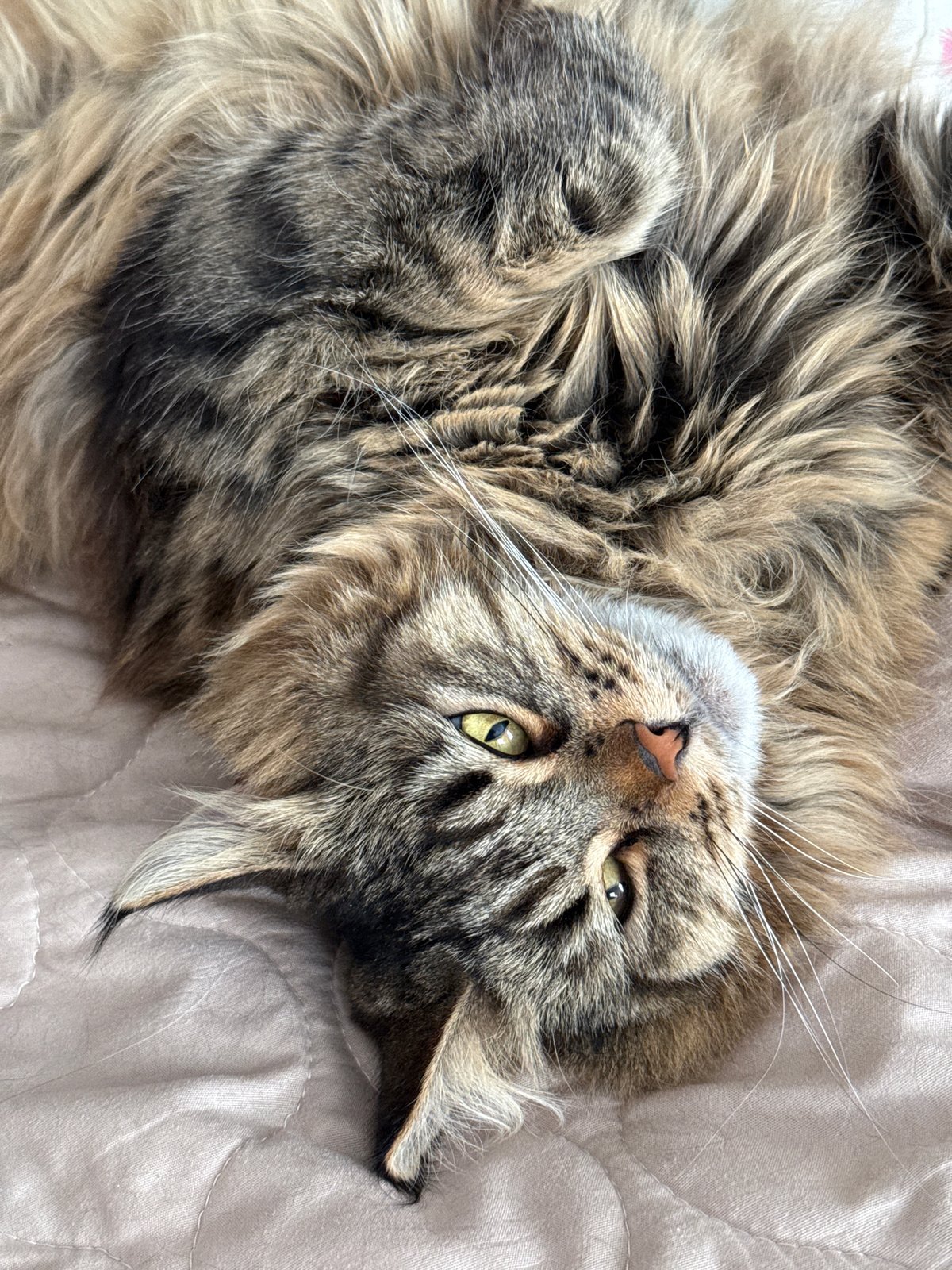 Tabby cat rests on quilted surface in Izhevsk