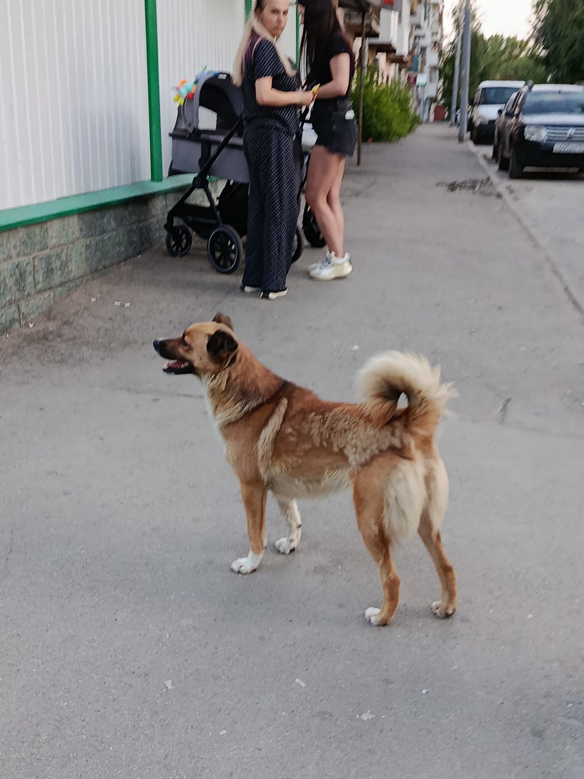 Quiet Saratov neighborhood: streets, gardens, and everyday scenes