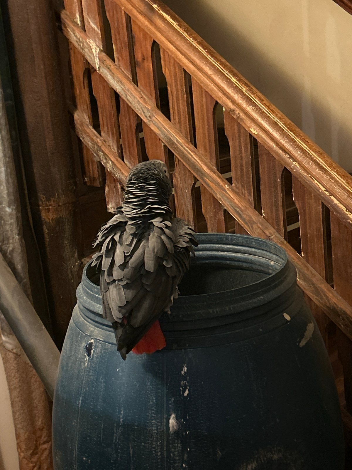 Indoor scenes with parrot and restaurant captured in Strelcha