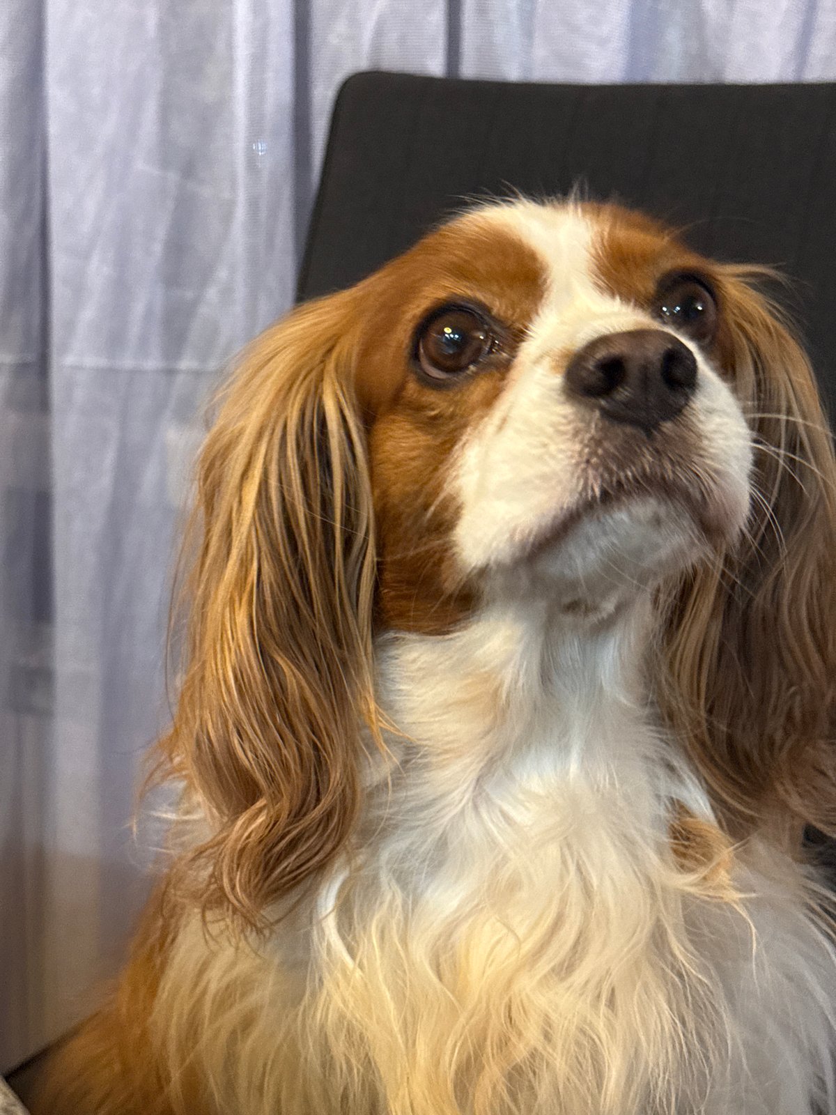 Cavalier King Charles Spaniel photographed in Sofia apartment