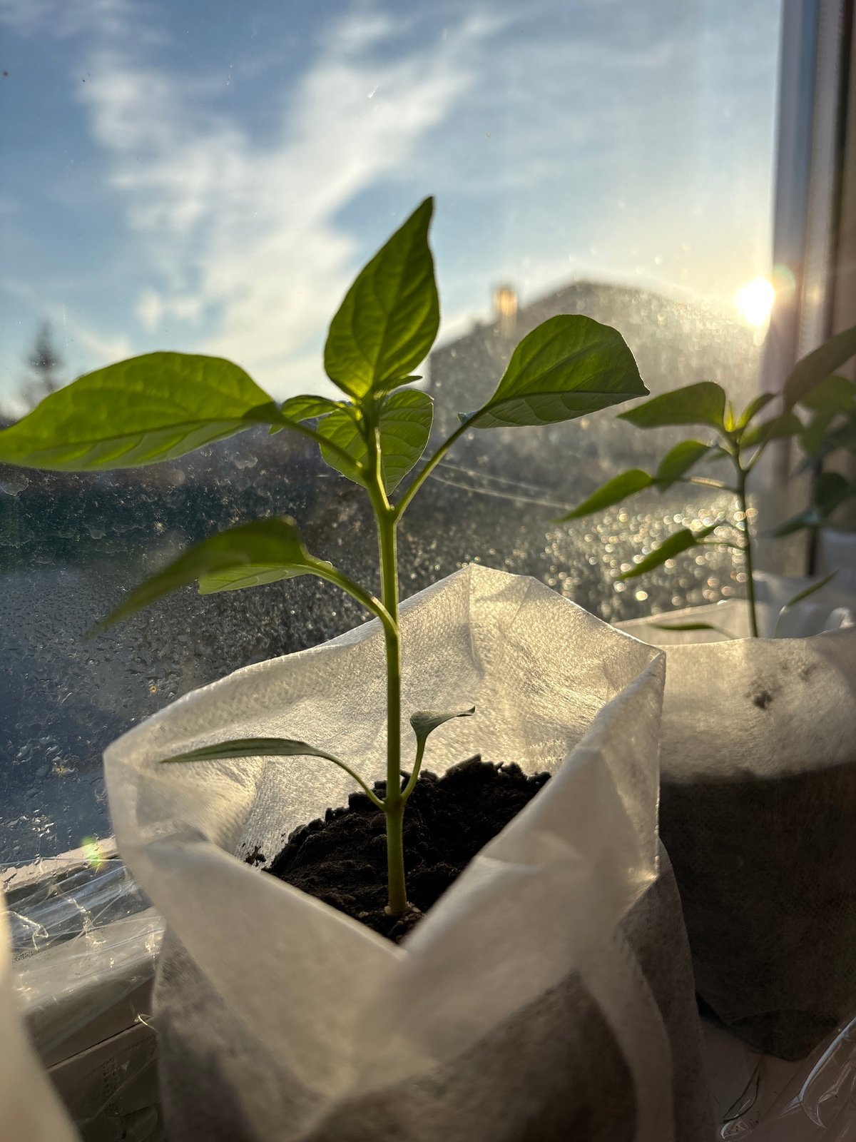 Morning life documented in Ulyanovsk: gardening and city views