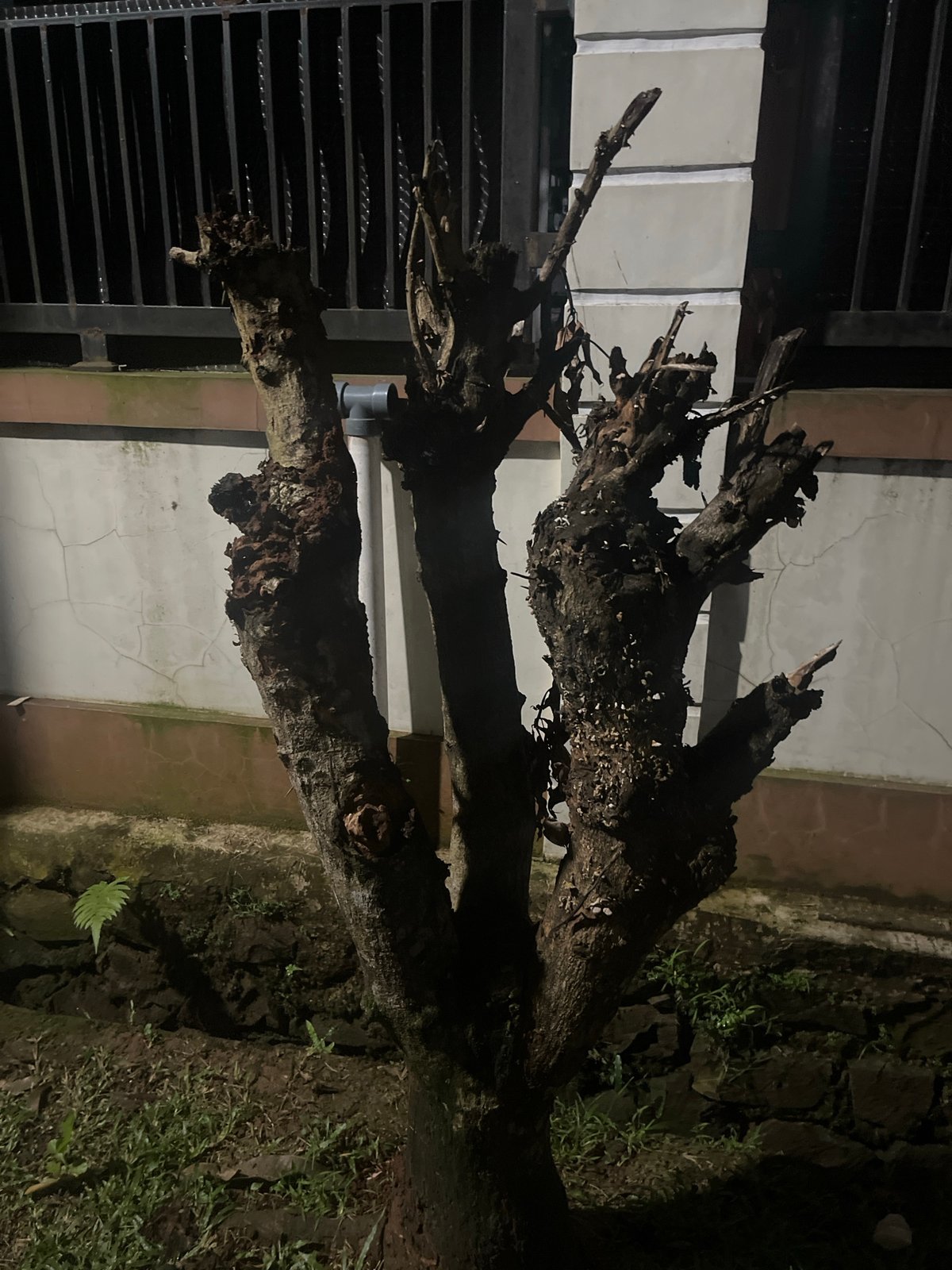 Nighttime tree scene documented in Binong, Indonesia