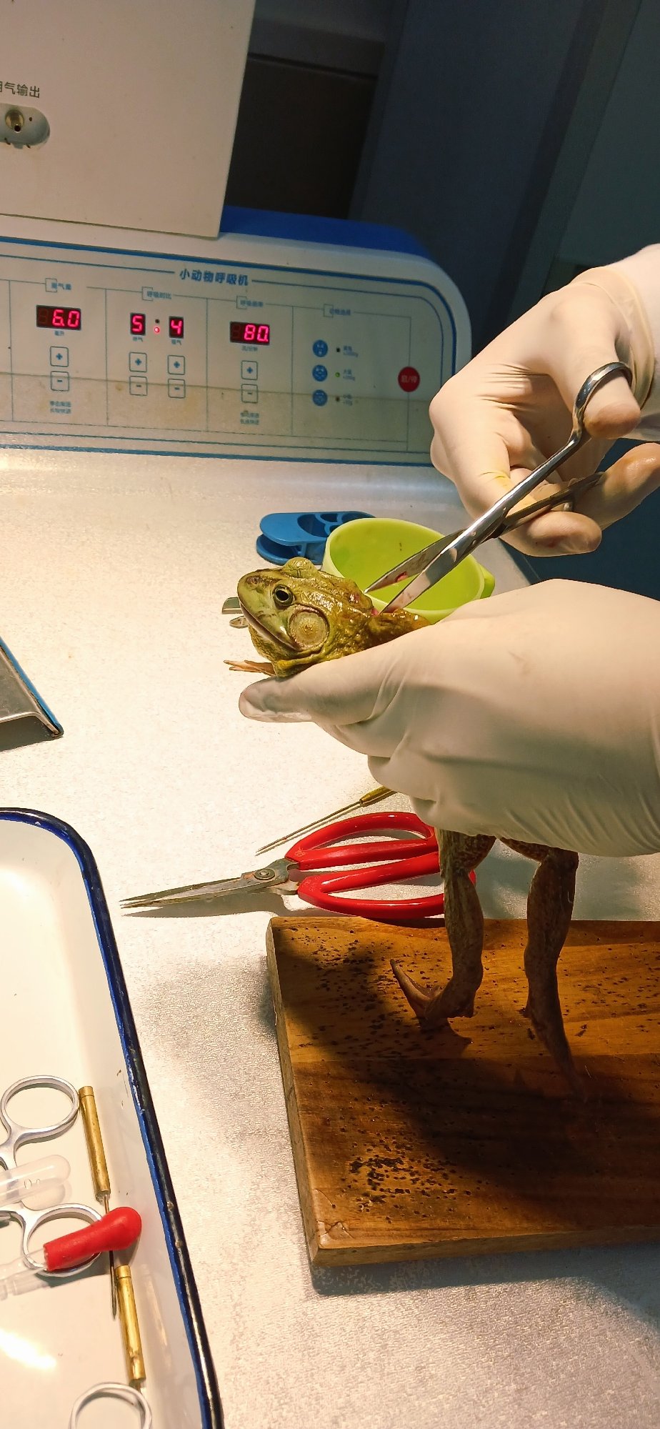 Animal research procedures conducted at Chongqing lab facility