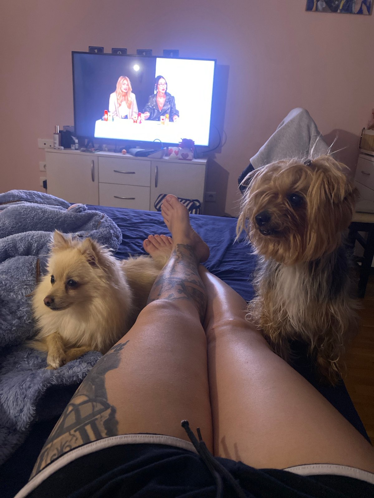 Sofia resident shares quiet evening with Yorkshire Terriers