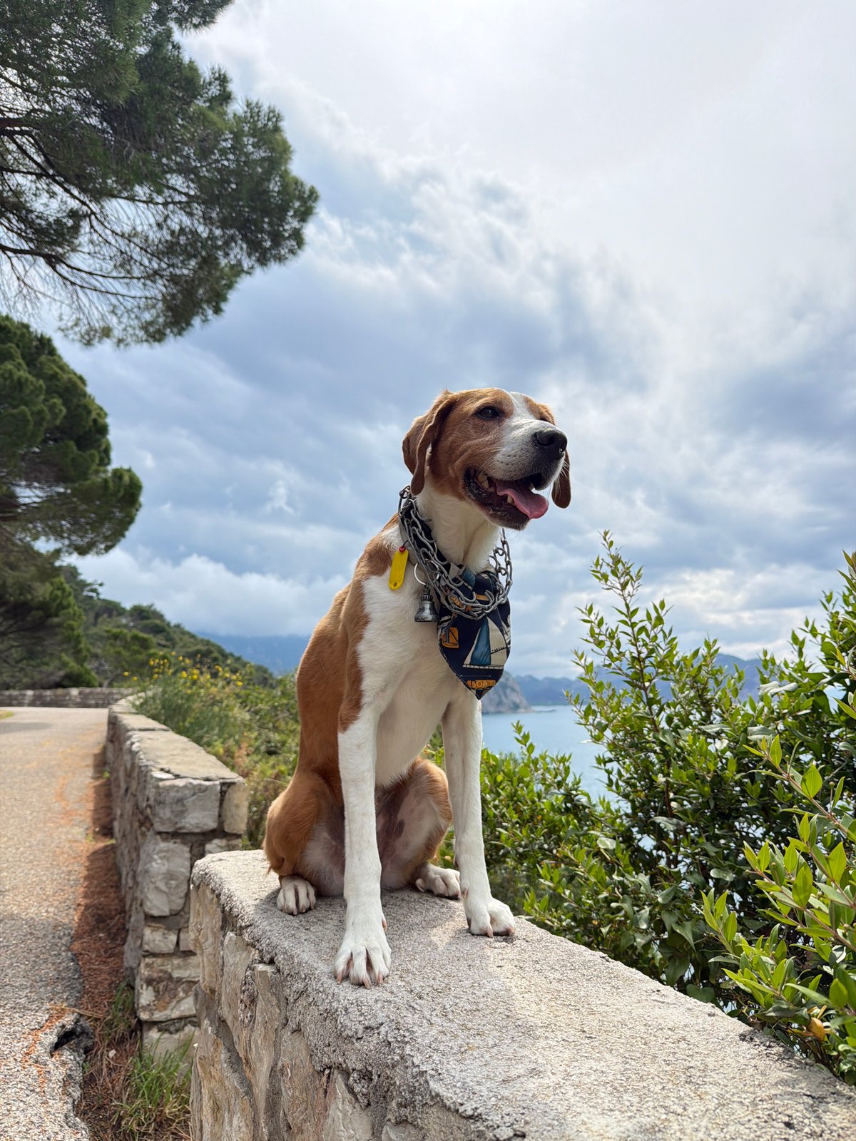 Dog spotted resting on stone wall in Montenegro village