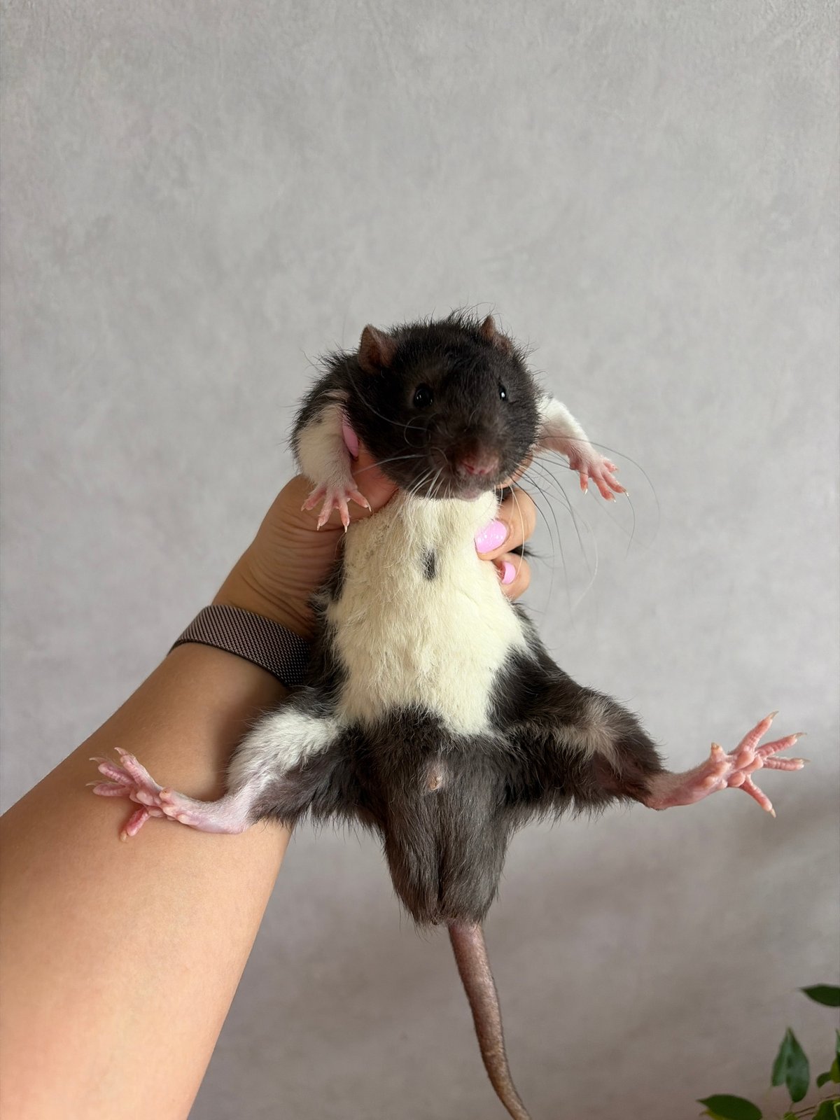 Pet rats and playful moments captured in morning memories