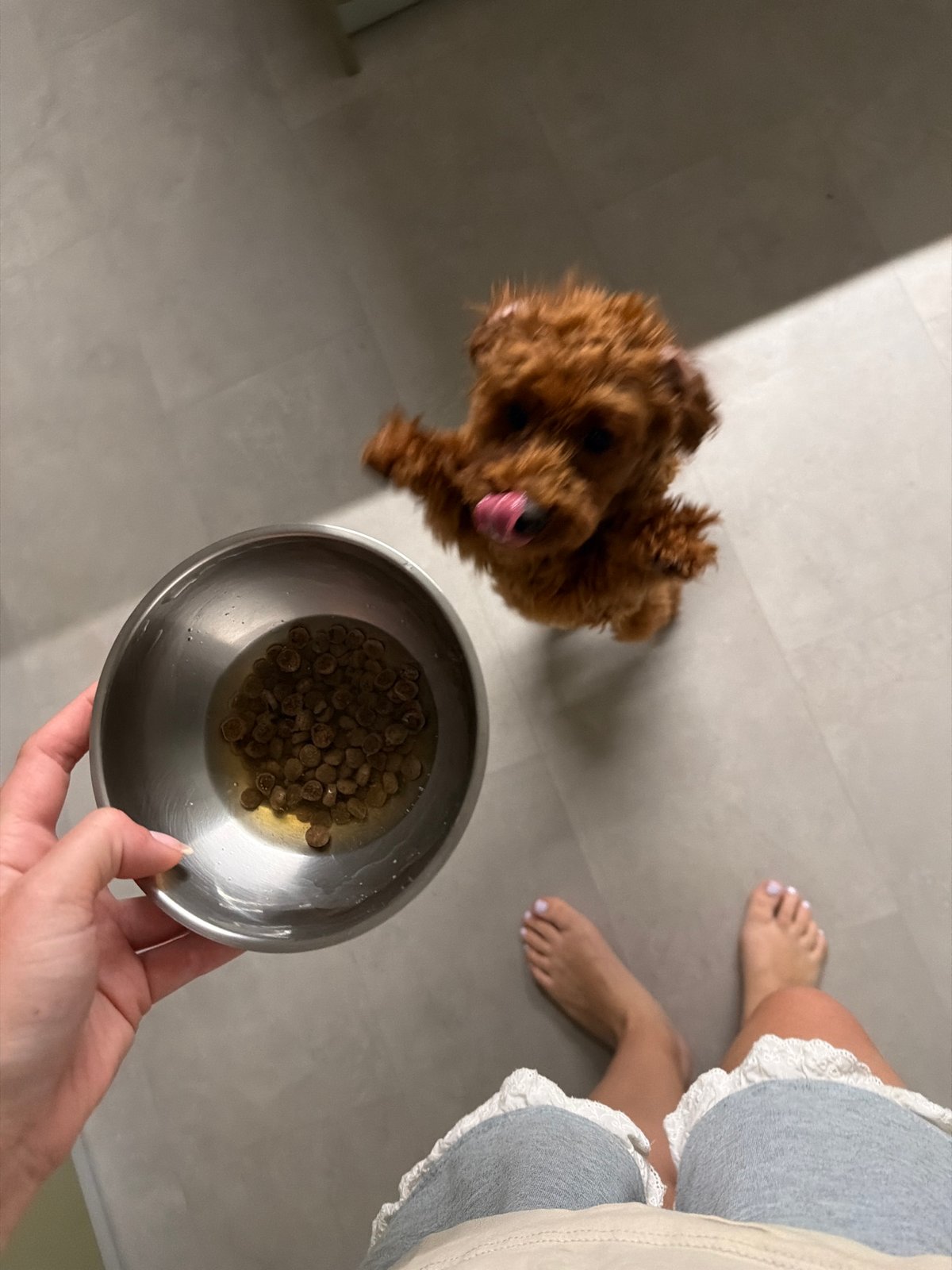 Feeding time and playtime with a brown poodle in Sofia