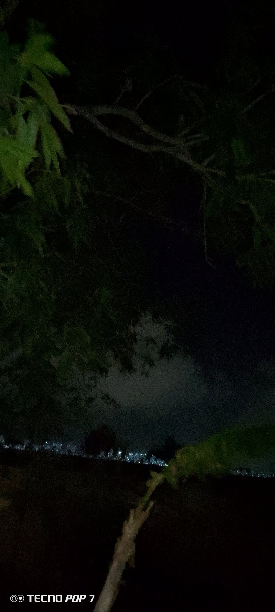 Nighttime dog watching documented in Altagracia Venezuela yard