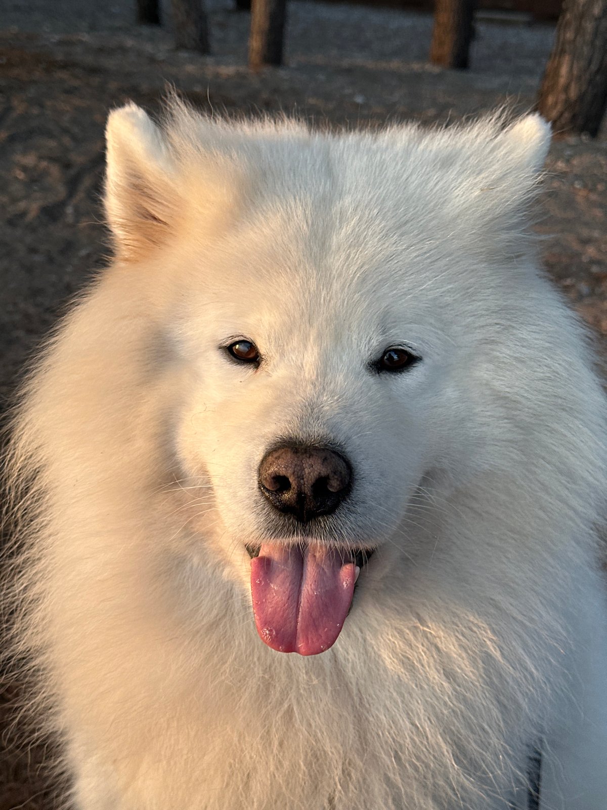 Dog spotted, gaming moments shared in Montenegro coastal towns