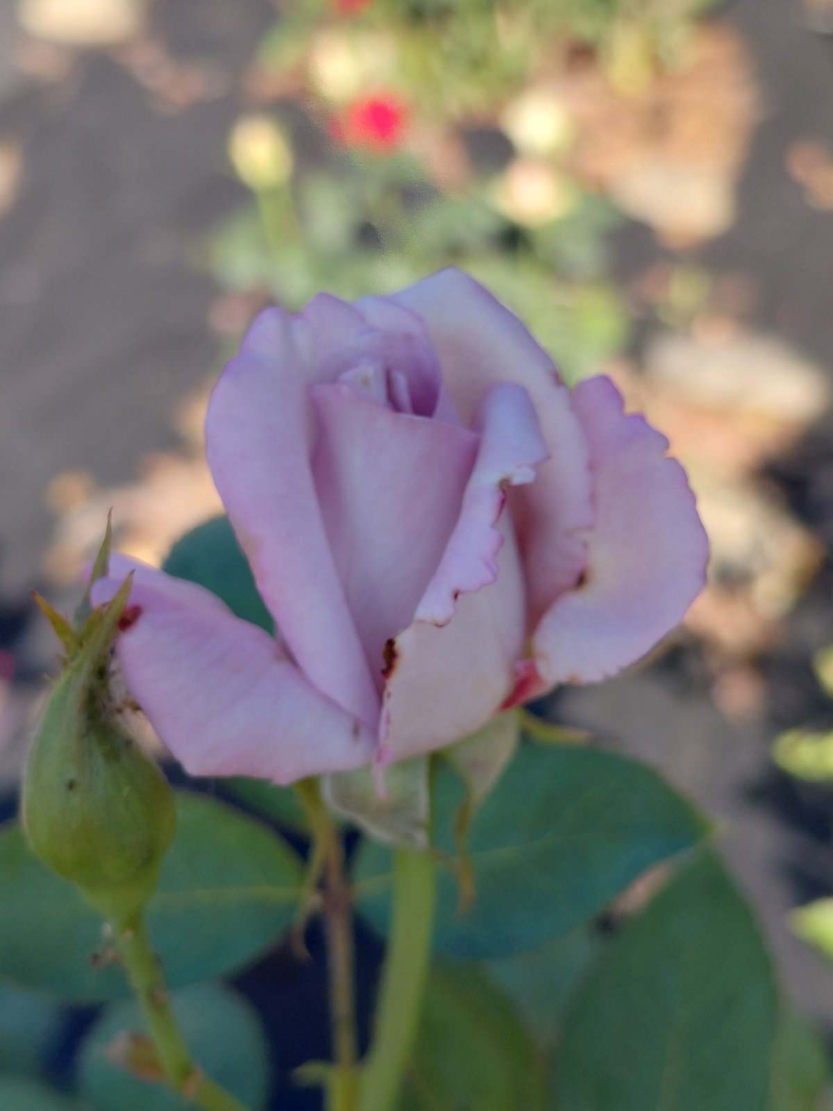 Summer morning in Novosibirsk: garden flowers, sunshine, and everyday moments