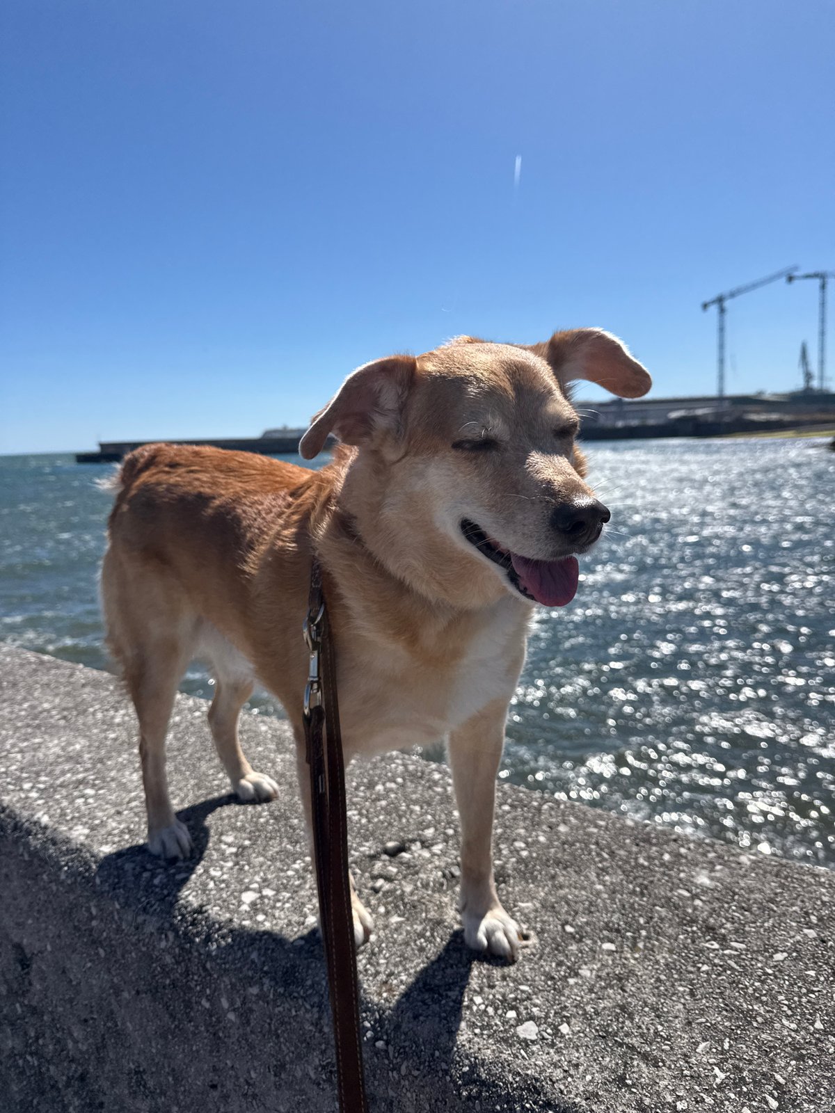 Dog enjoys seaside moment on Gijón coastline under blue skies